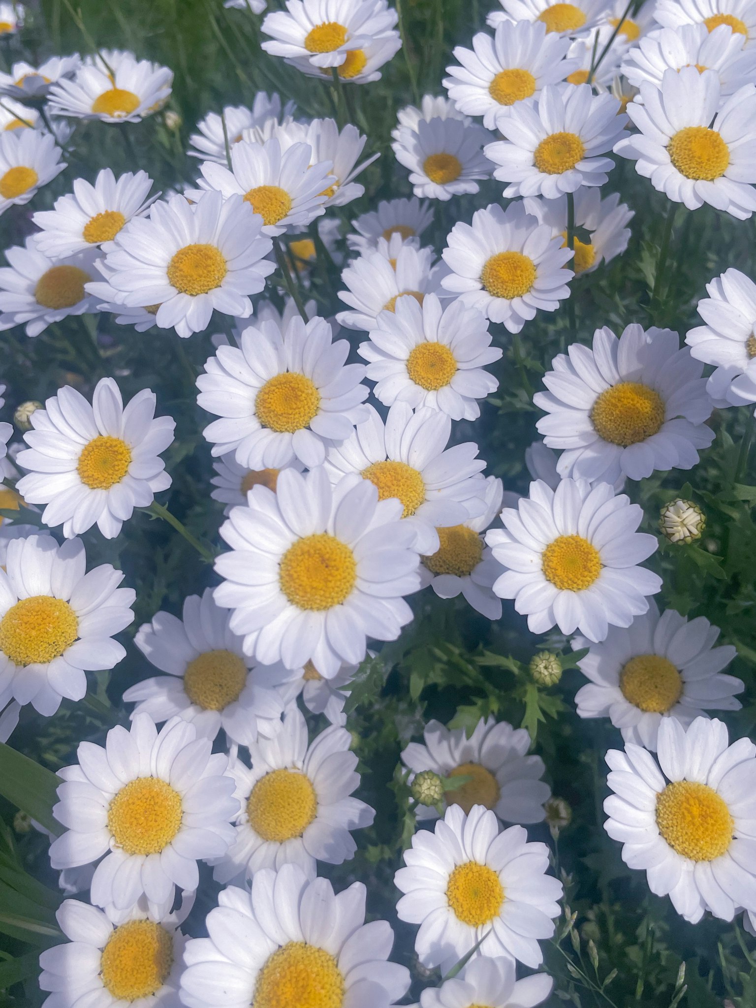 Field of daisies with white petals and yellow centers blooming in green grass