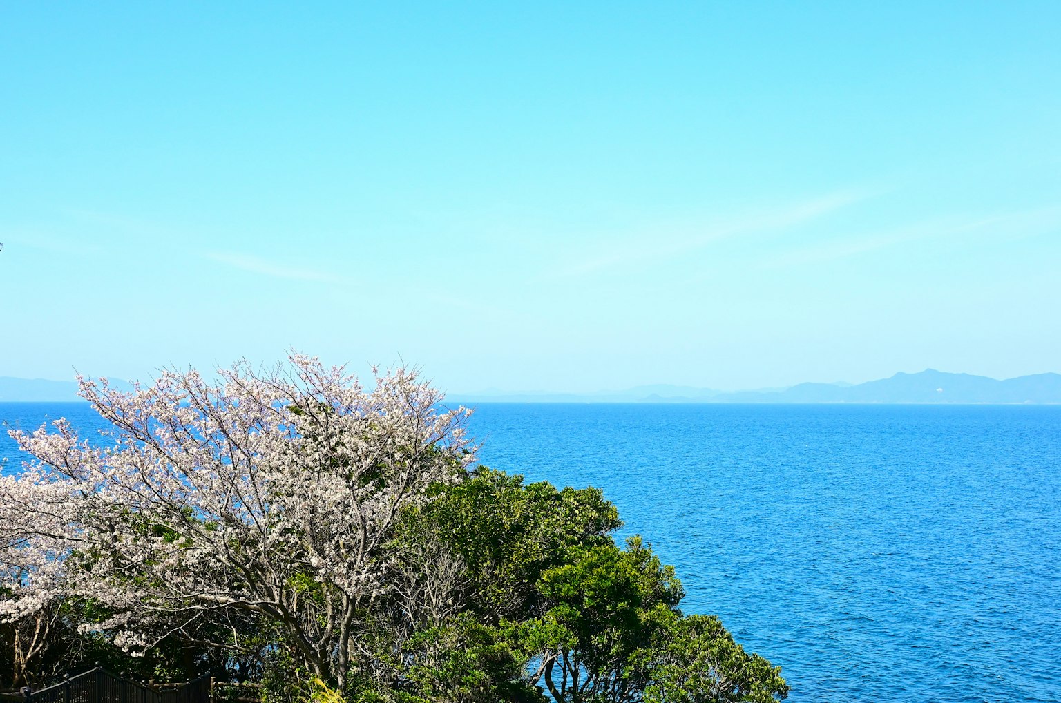 Pemandangan laut biru dengan pohon bunga sakura