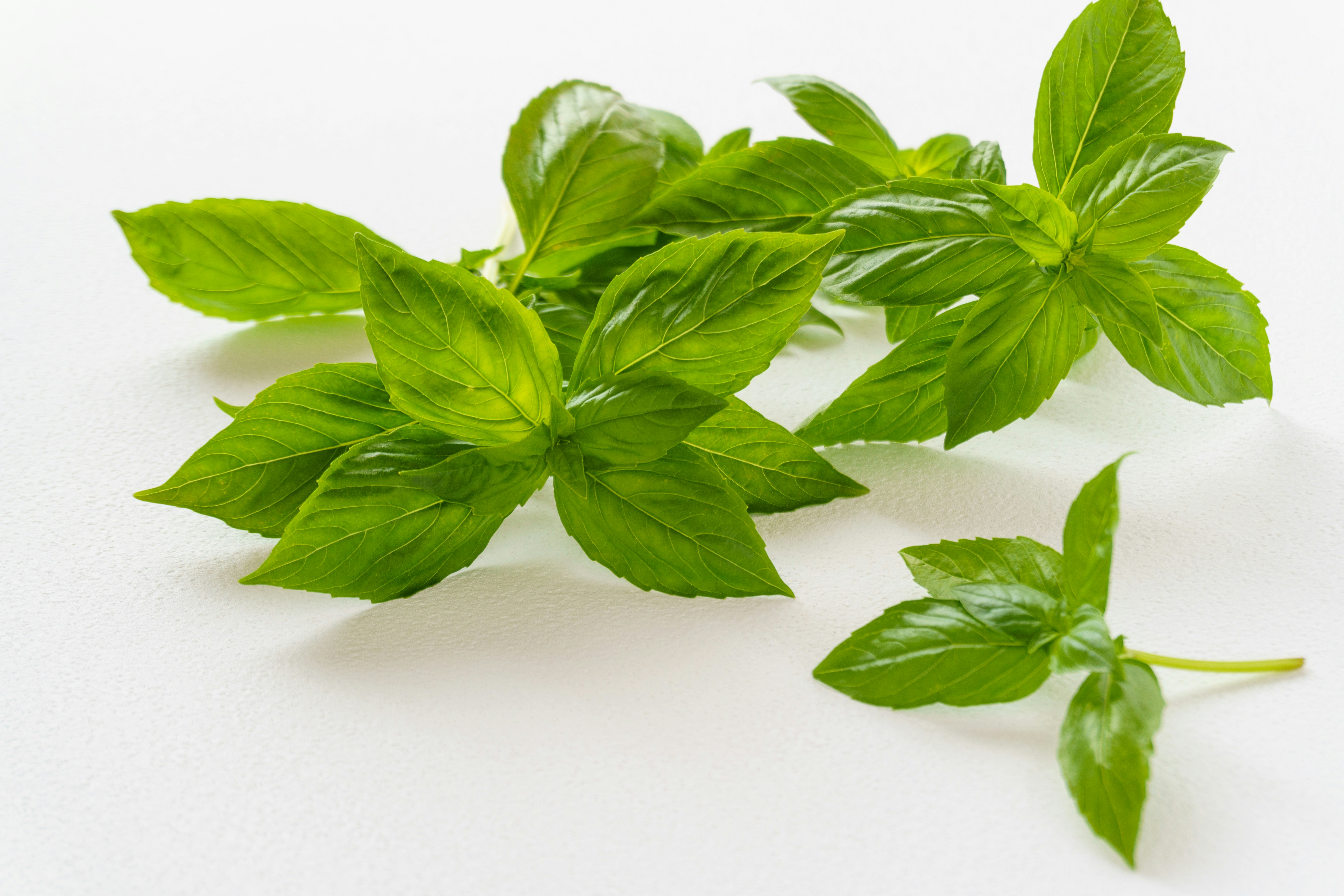 foglie di menta fresca stese su sfondo bianco