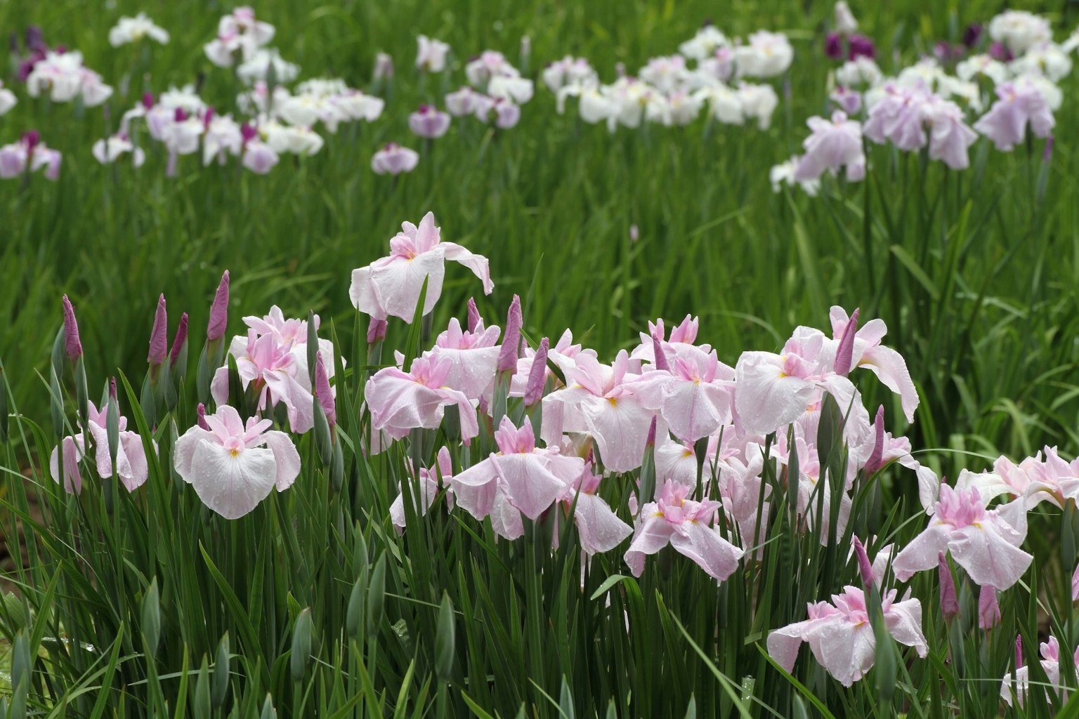 Field of pink and white iris flowers in bloom