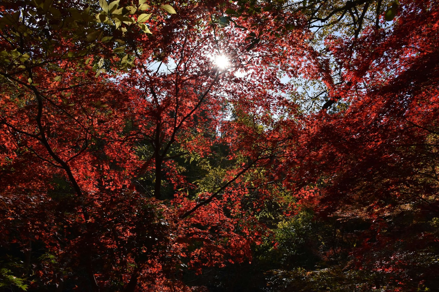 Vue pittoresque de feuillage rouge vif avec la lumière du soleil filtrant à travers les arbres