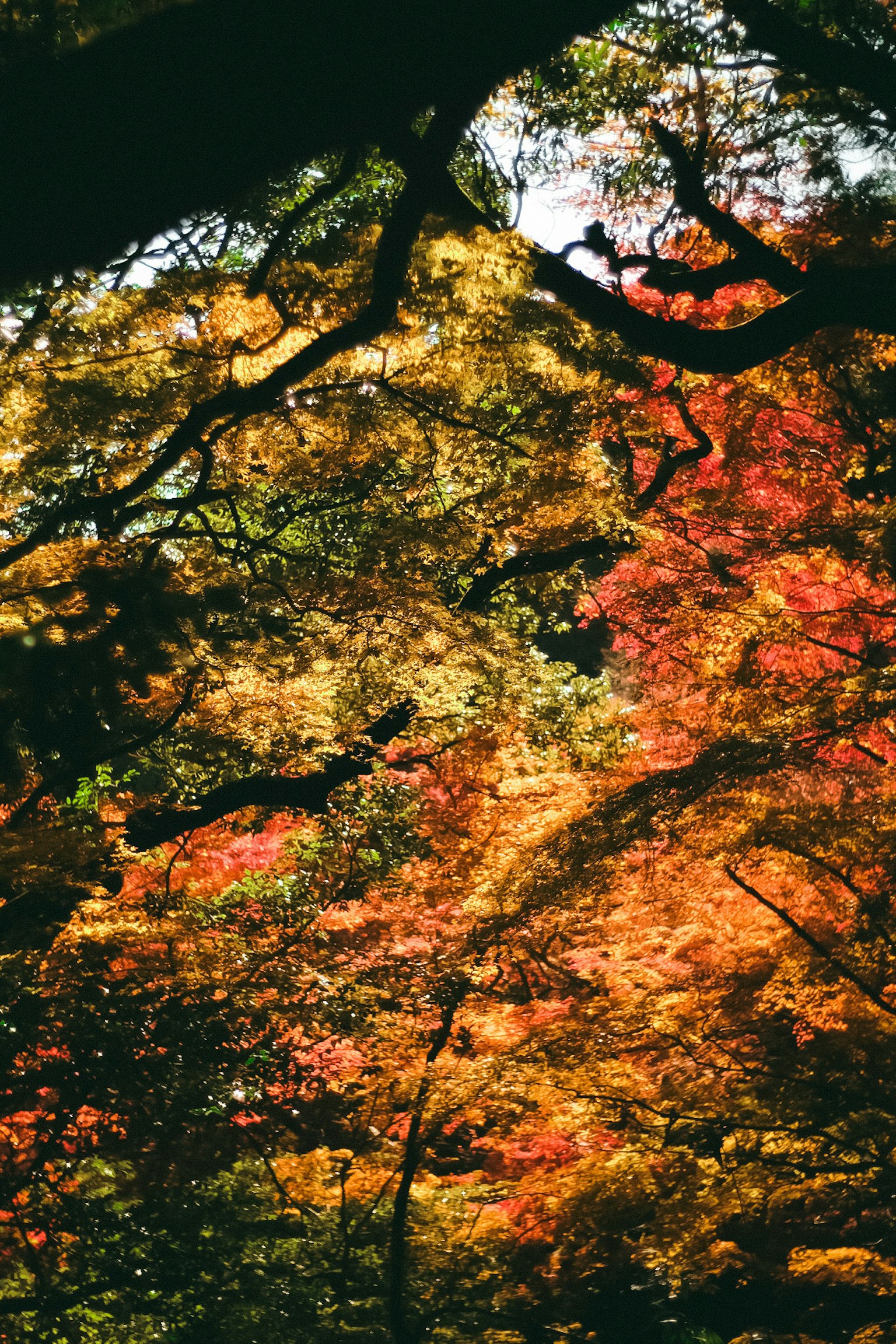 Bellissimo fogliame autunnale con colori vivaci negli alberi