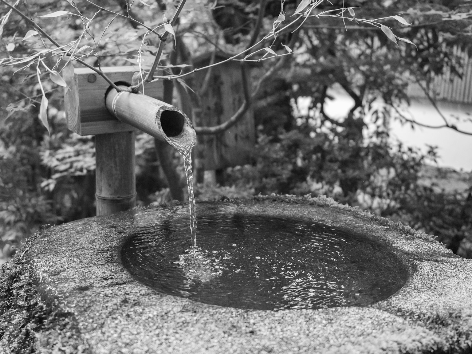 Water flowing from a bamboo spout into a stone basin