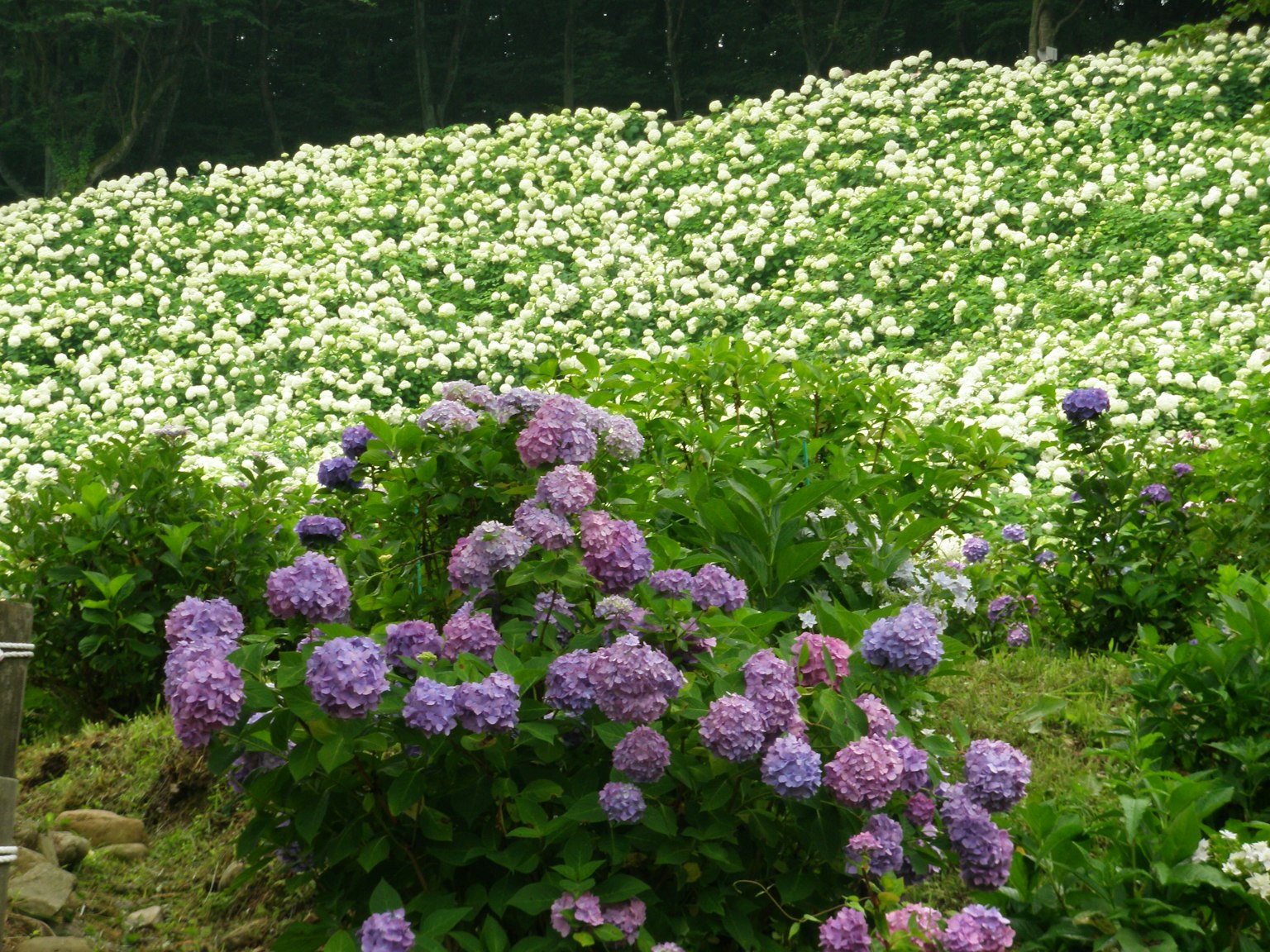 Beautiful landscape with blooming purple and white flowers
