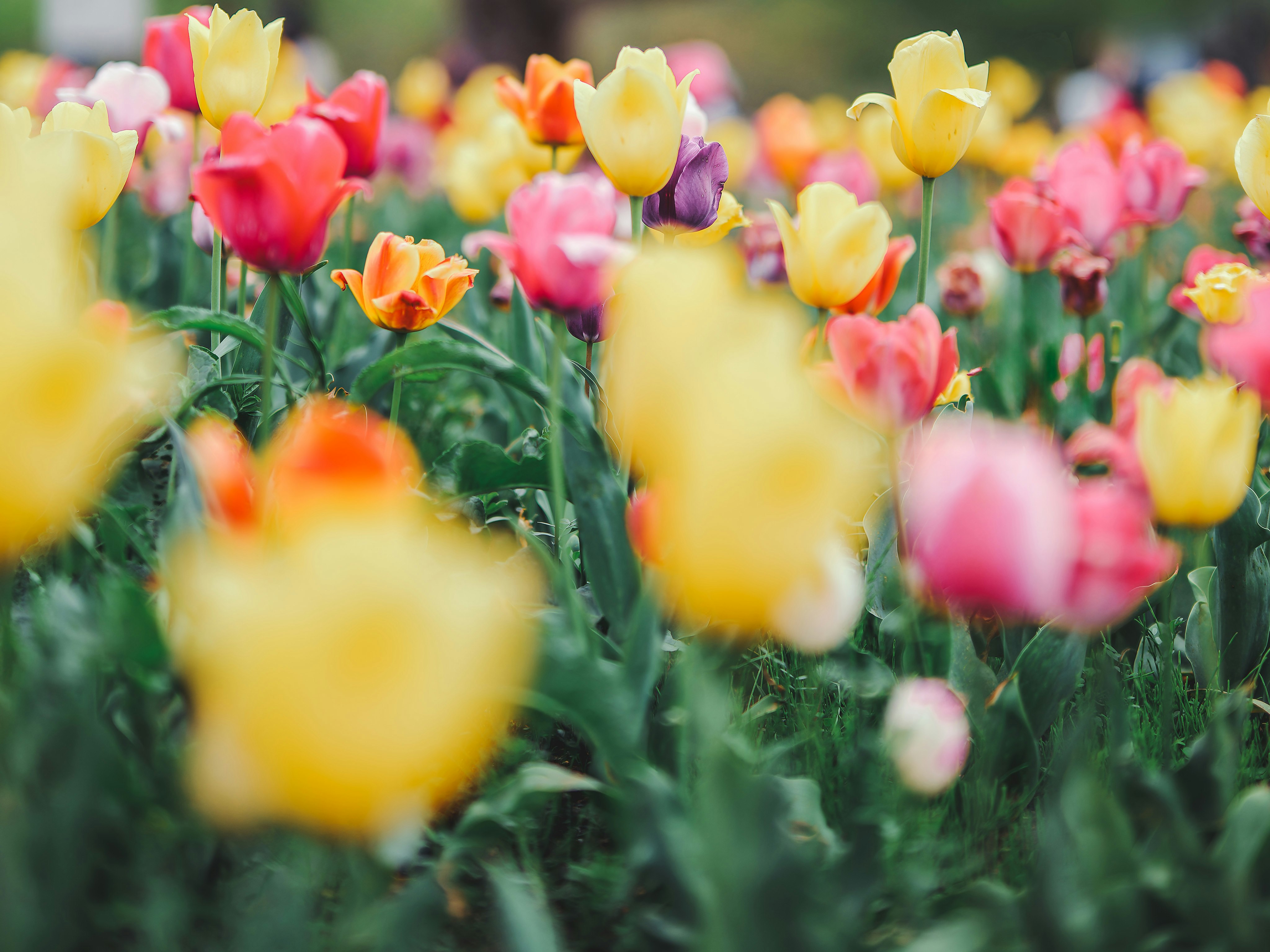 campo di tulipani colorati in fiore