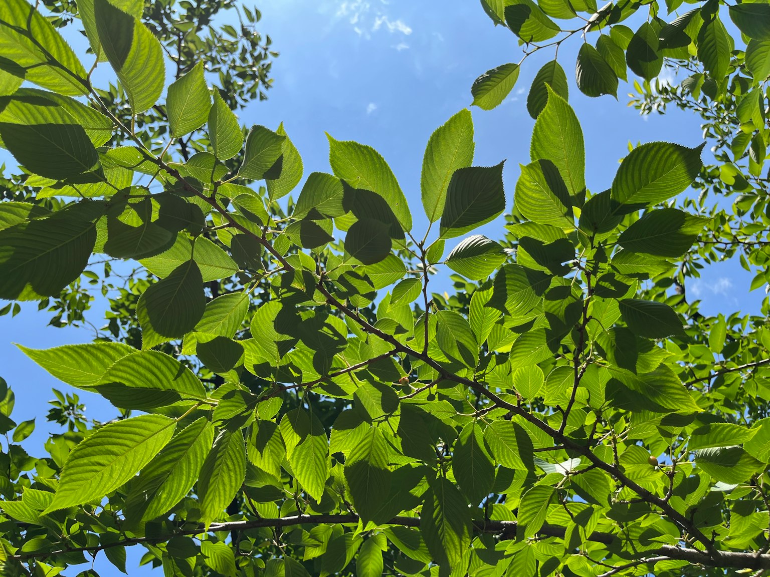 Hojas verdes prosperando bajo un cielo azul claro