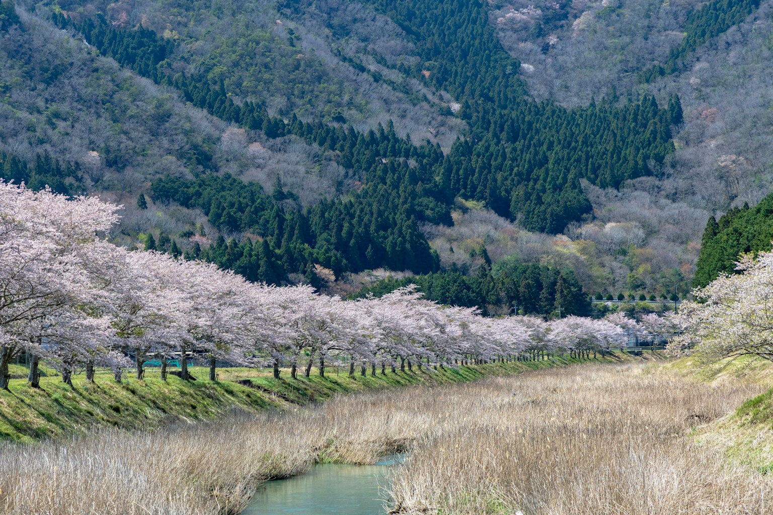 Vista panoramica di alberi di ciliegio lungo un fiume con montagne sullo sfondo
