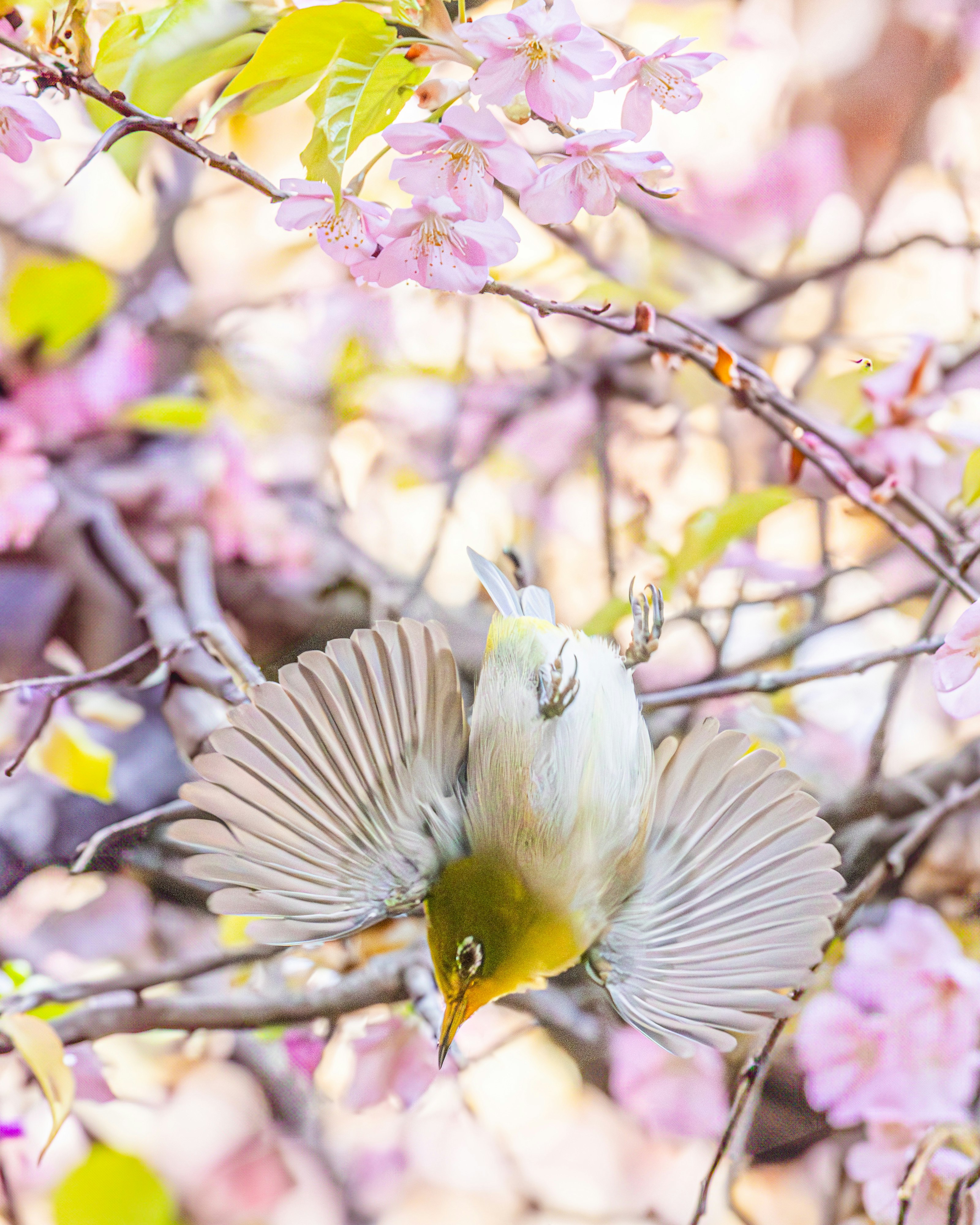 桜の花枝に止まる小鳥