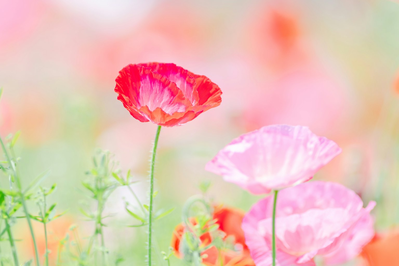photo-dXn78518kHK1ZZaucril-image