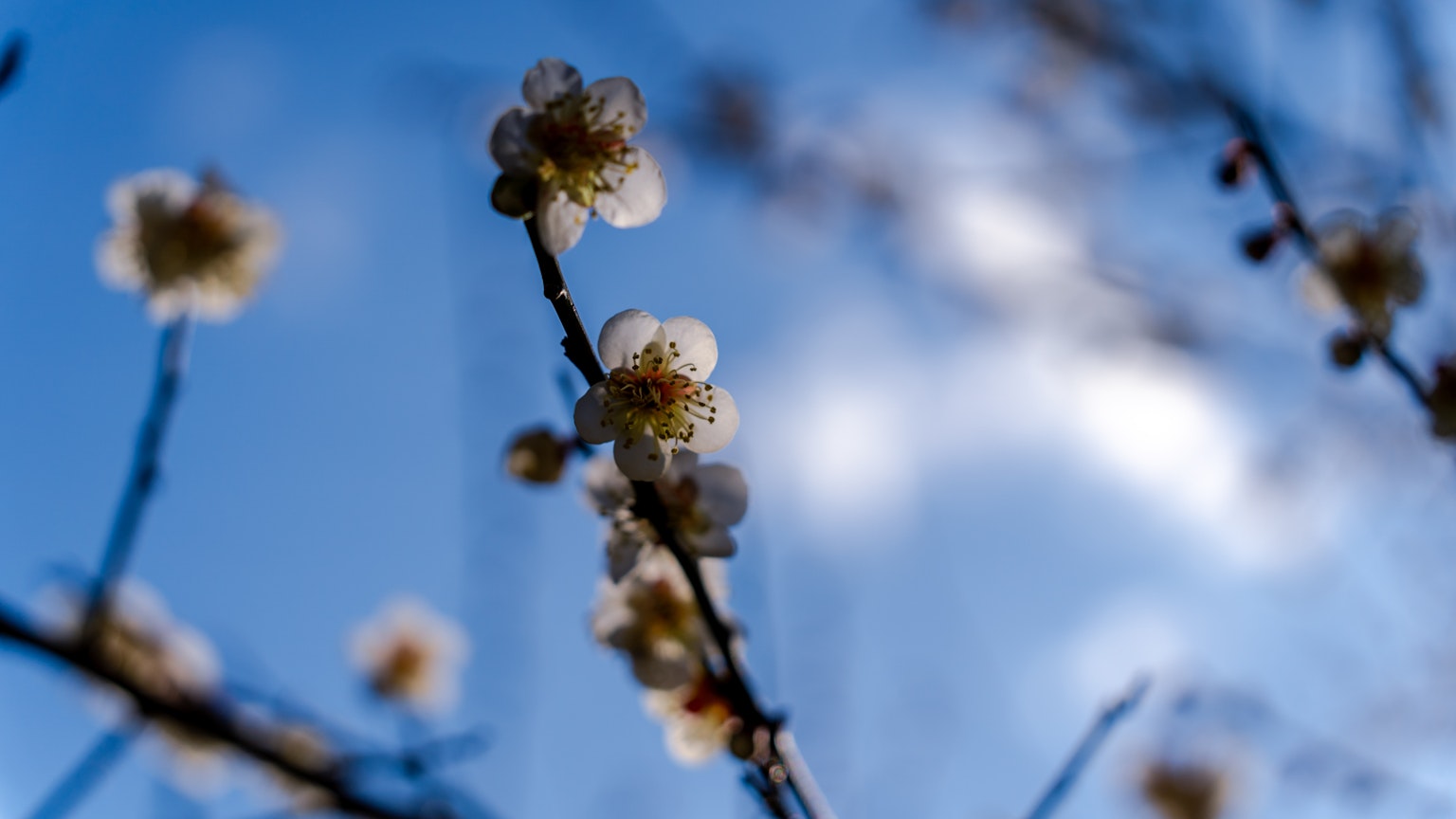 Nahaufnahme von Pflaumenblüten vor blauem Himmel