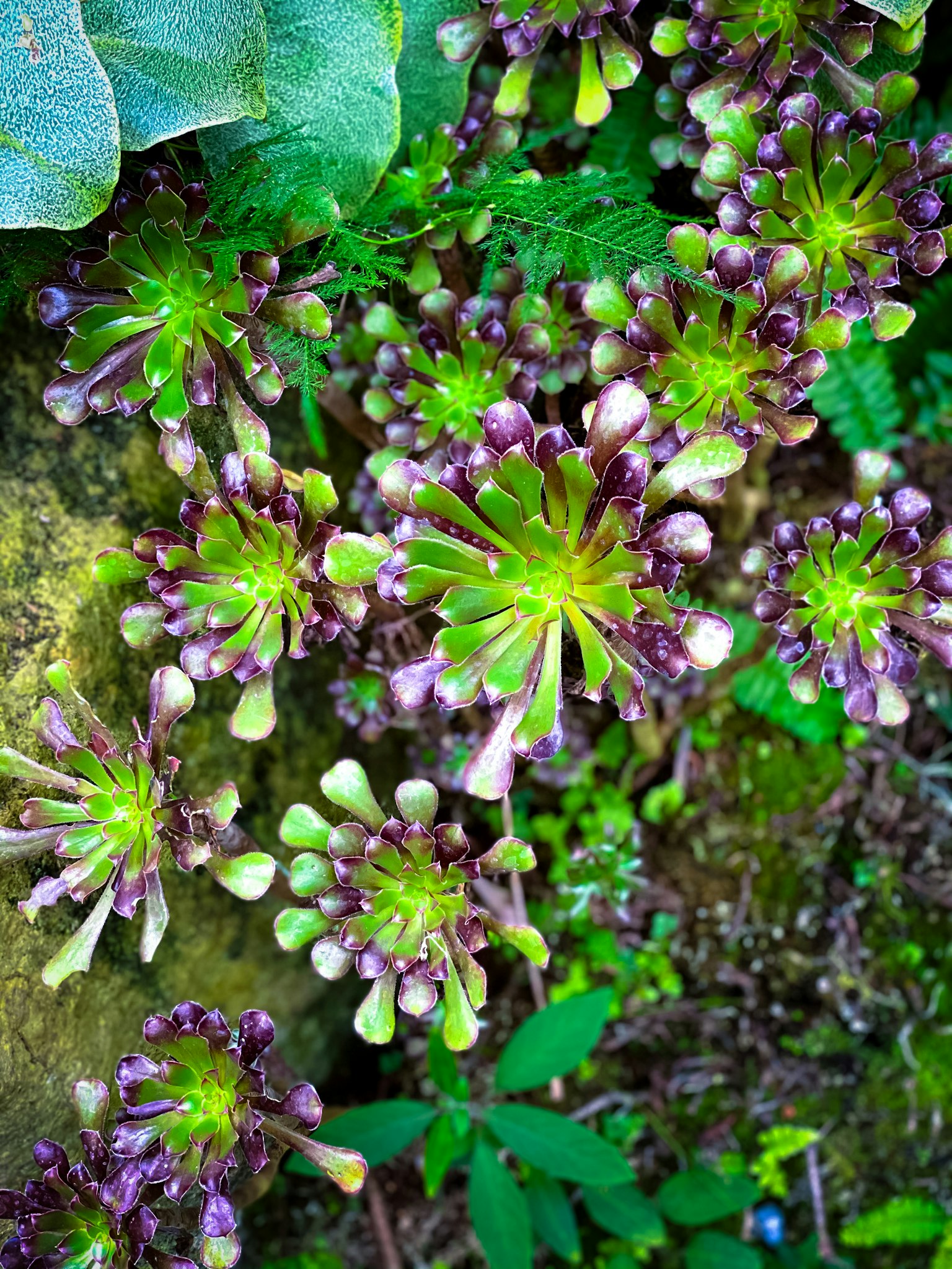 Piante succulente verdi e viola lussureggianti in un contesto naturale