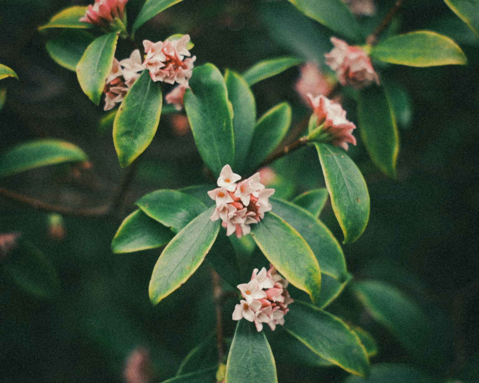 Close-up of a plant with green leaves and pale pink flowers