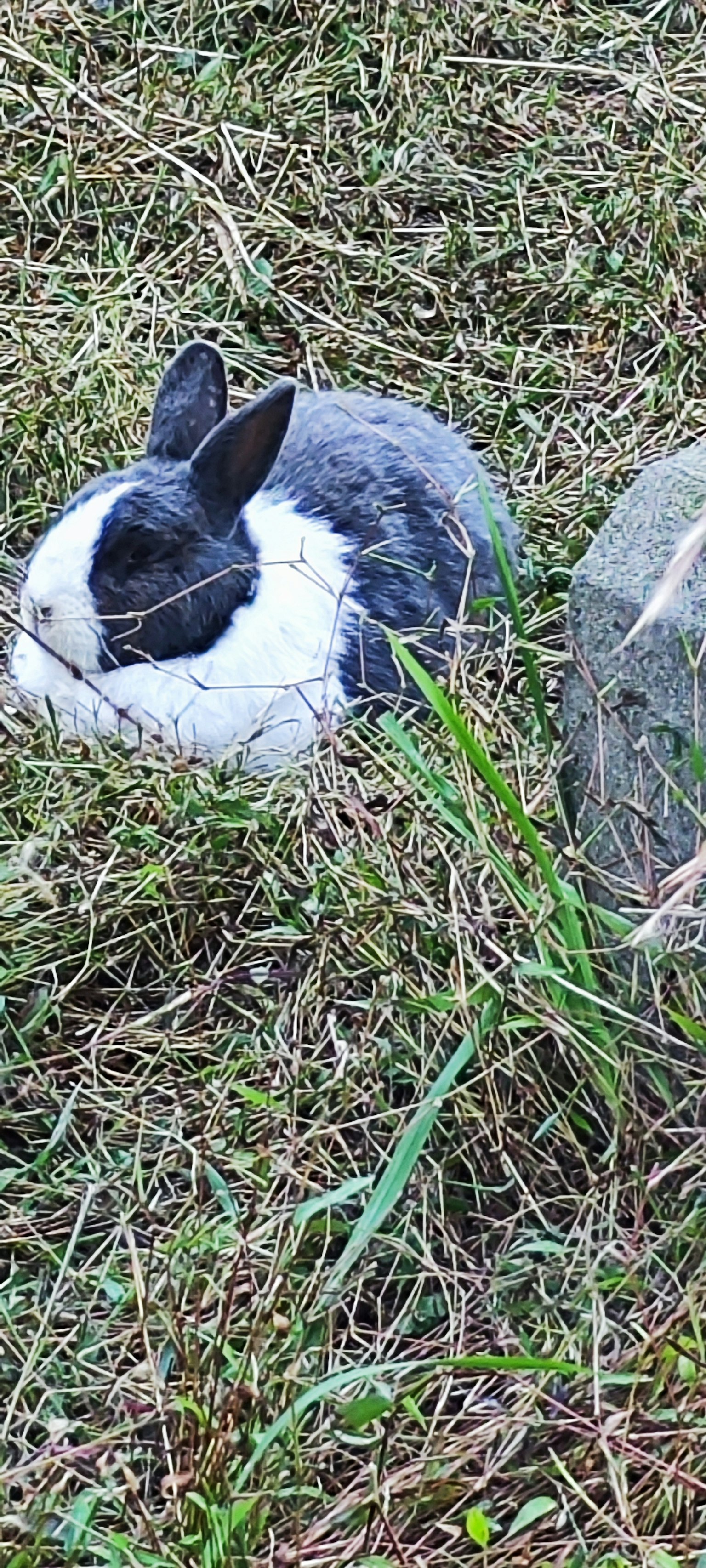 Ein schwarz-weißer Hase, der im Gras ruht