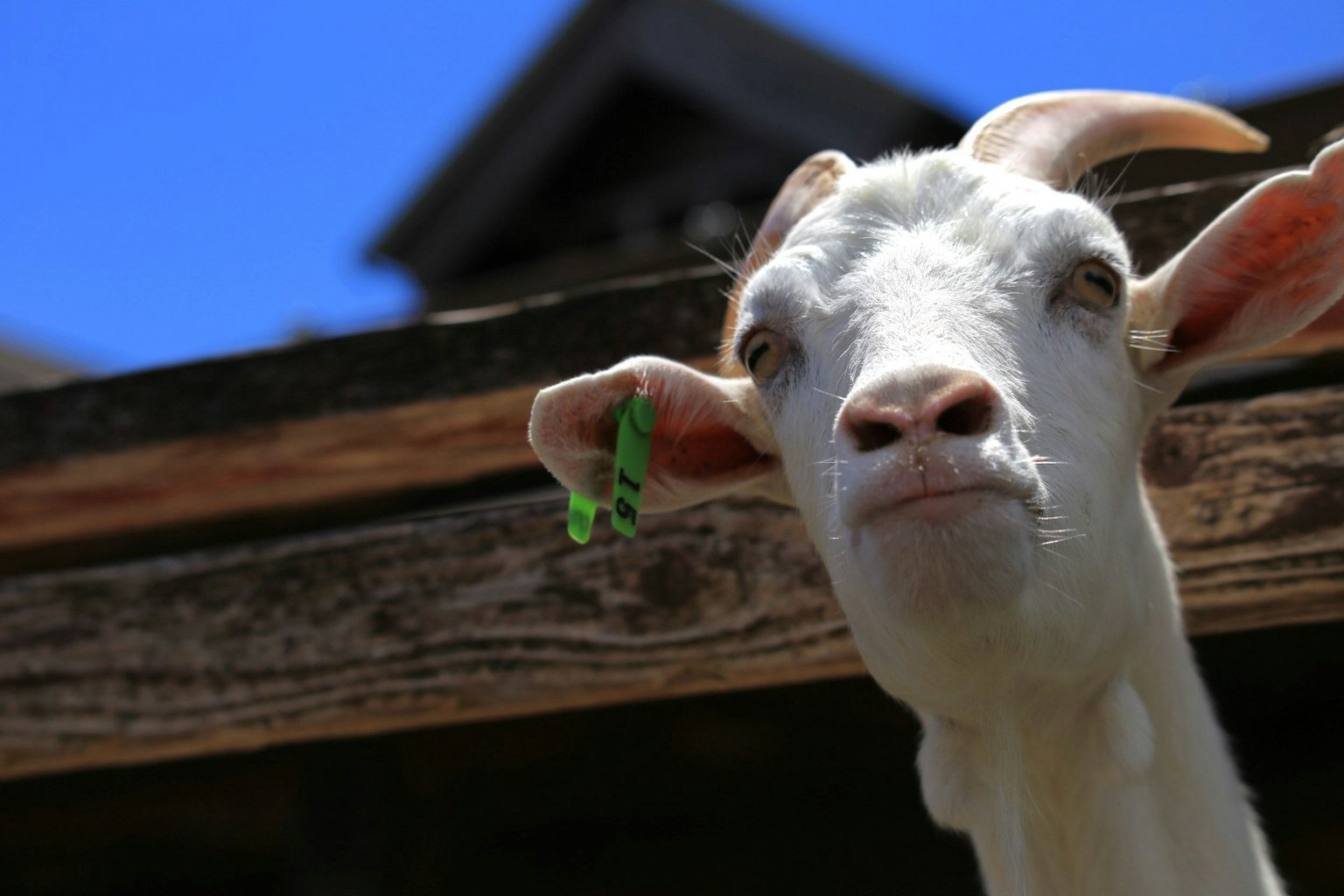 Seekor kambing putih di dekat struktur kayu memegang daun hijau