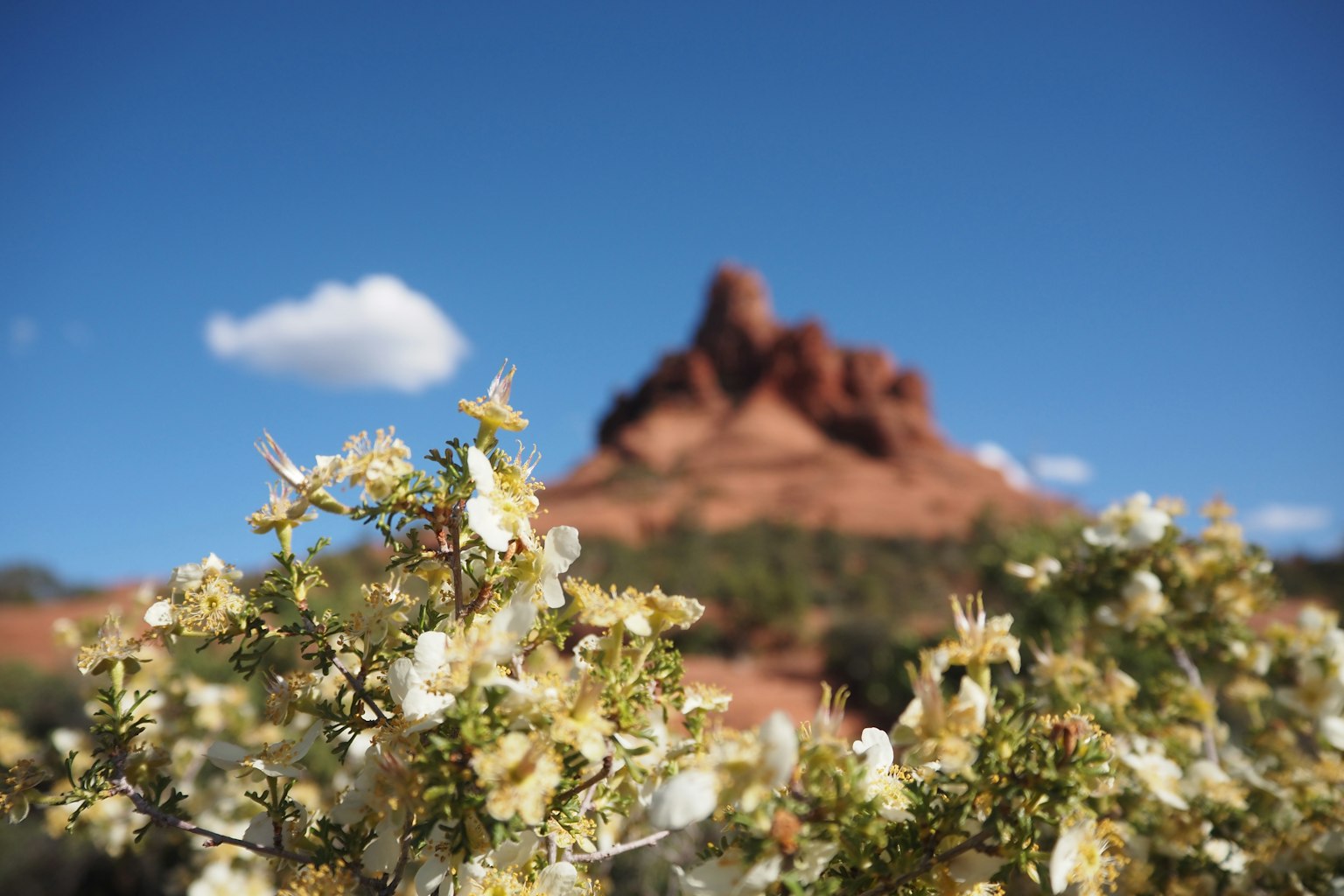 Gelbe Blumen im Vordergrund mit einer roten Felsformation und blauem Himmel im Hintergrund
