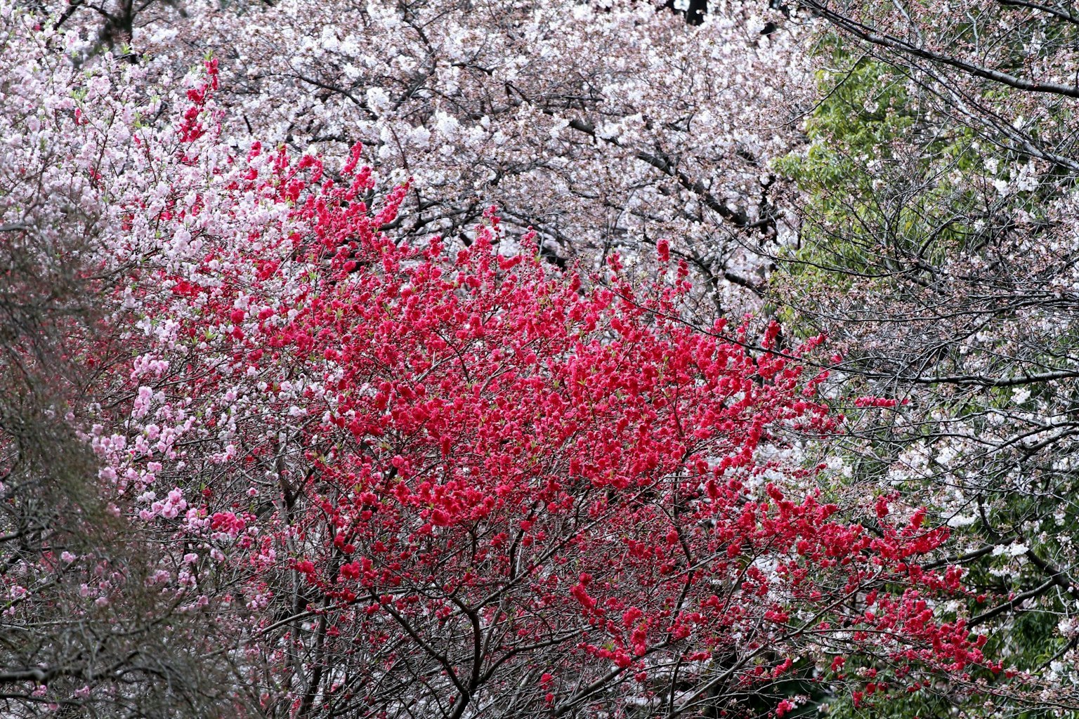 春天的場景，櫻花樹和鮮豔的紅色開花樹枝