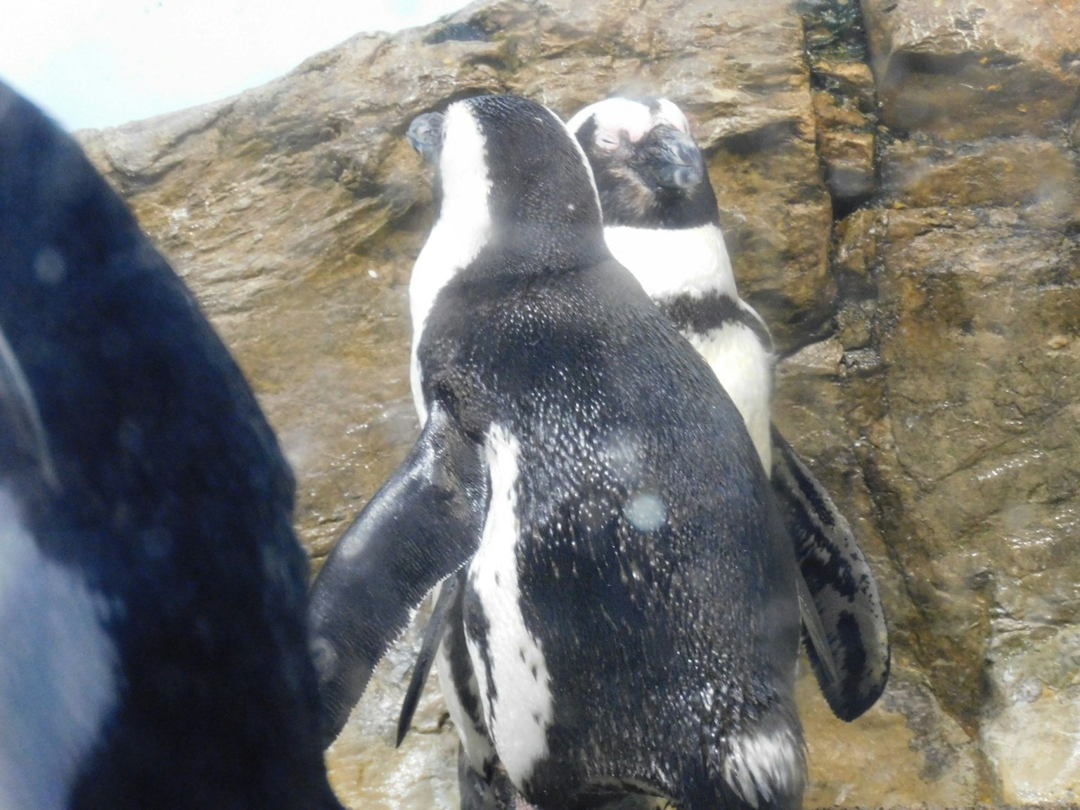 Zwei Pinguine kuscheln sich nahe einem Felsen