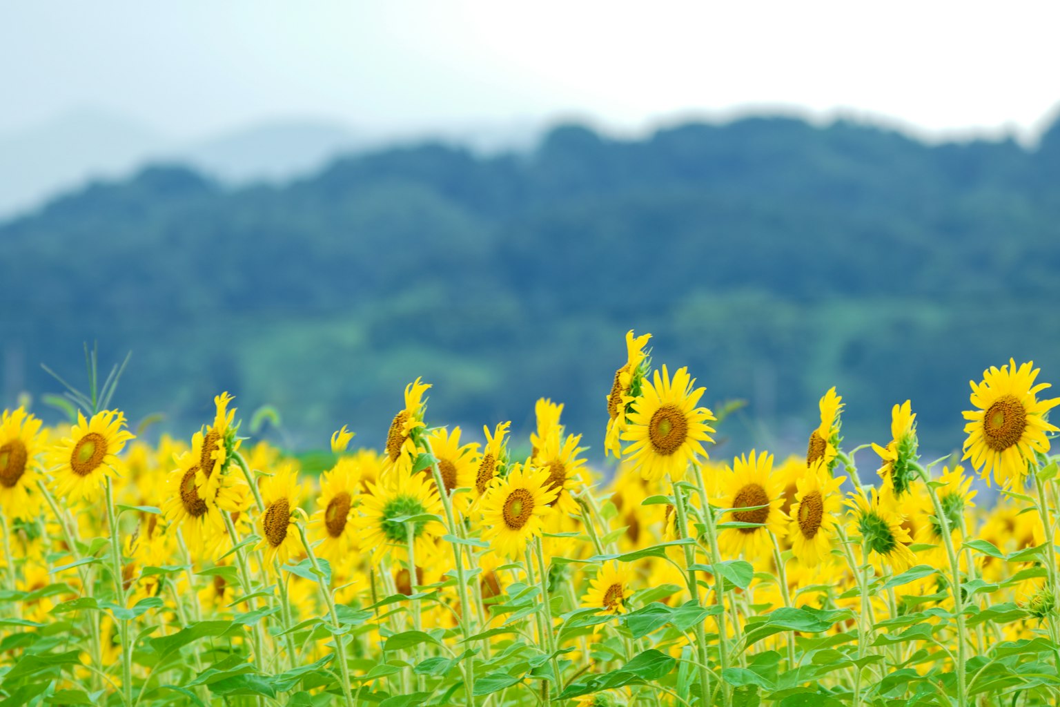 Campo di girasoli vibranti con colline verdi sullo sfondo