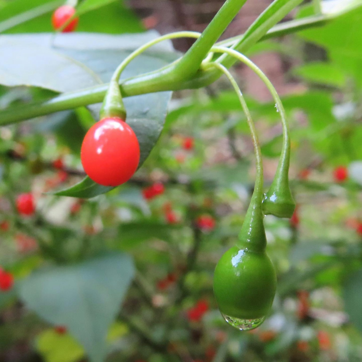 Ranting tanaman dengan buah merah dan hijau