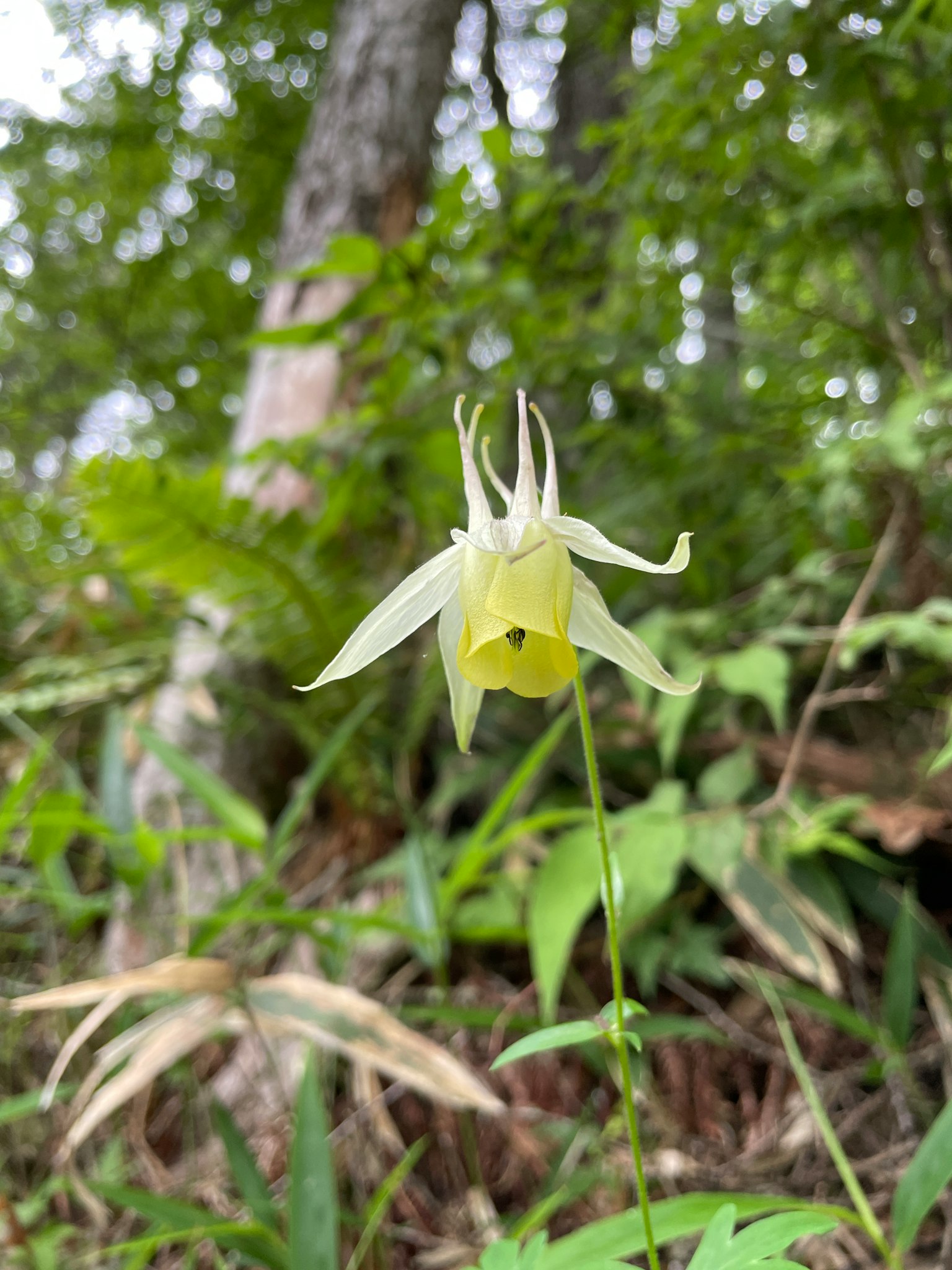 Fiore raro con petali bianchi che sboccia nella foresta