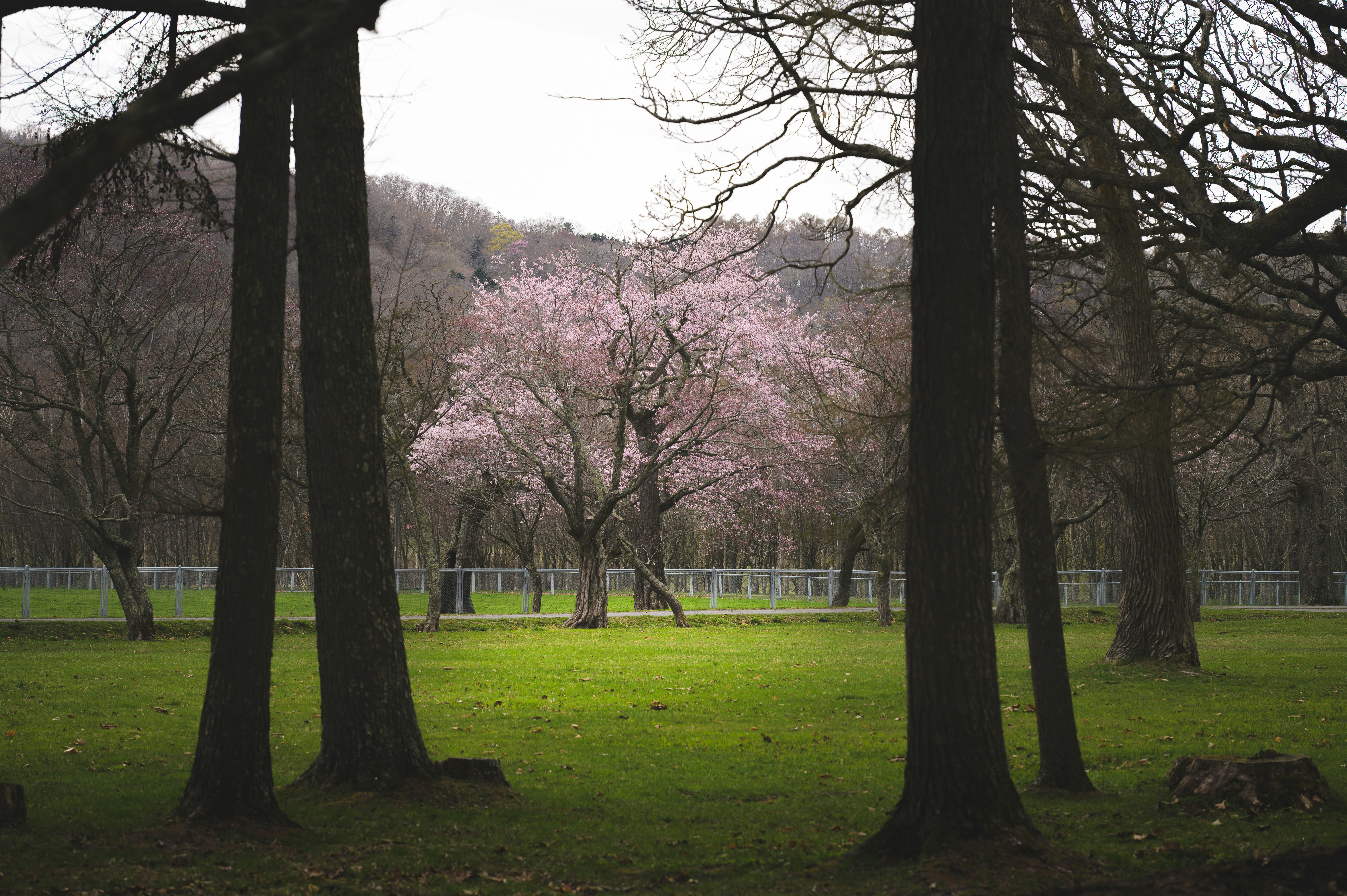 桜の並木が見える公園の芝生と木々