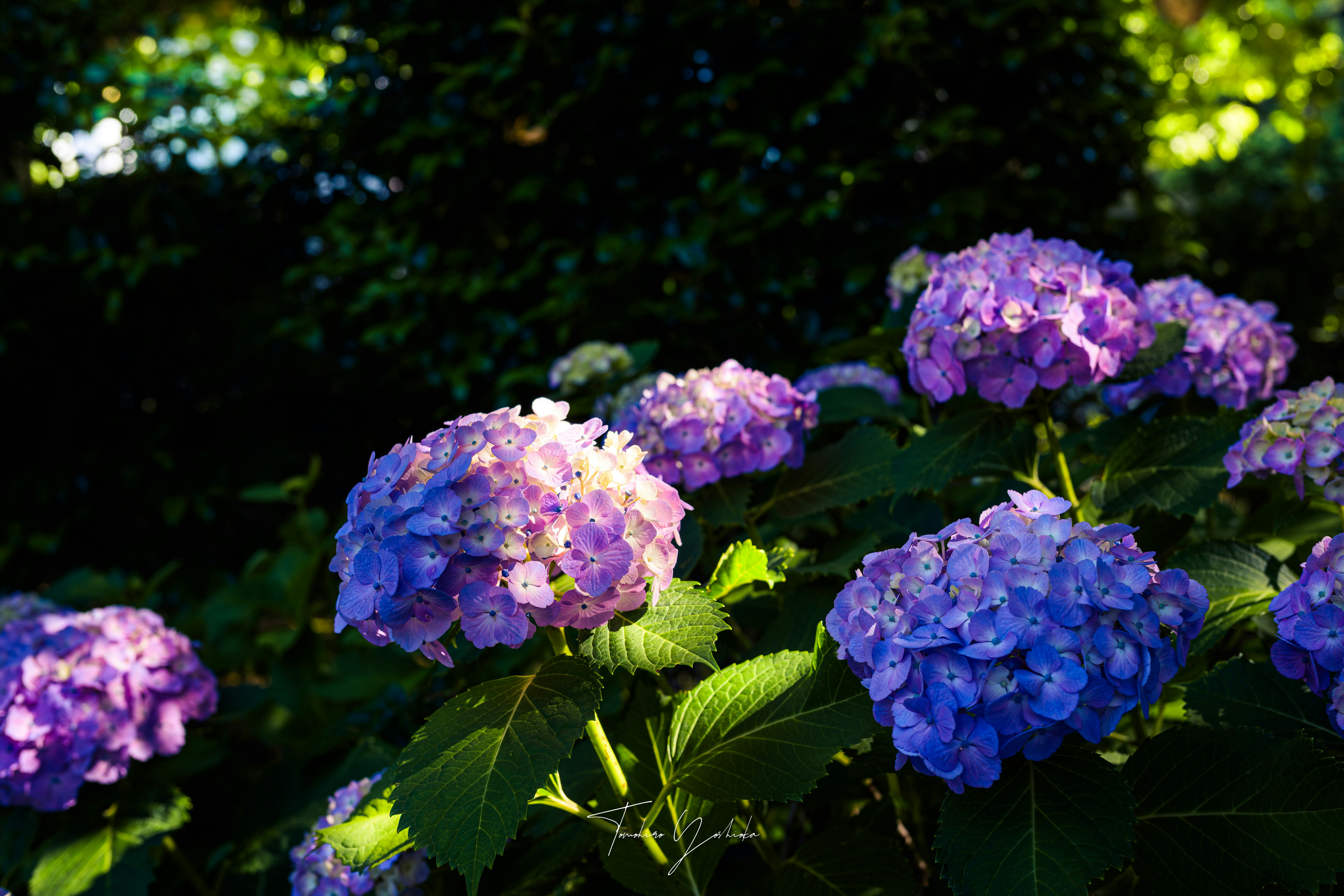 紫陽花の花が茂る緑の背景の中のクローズアップ