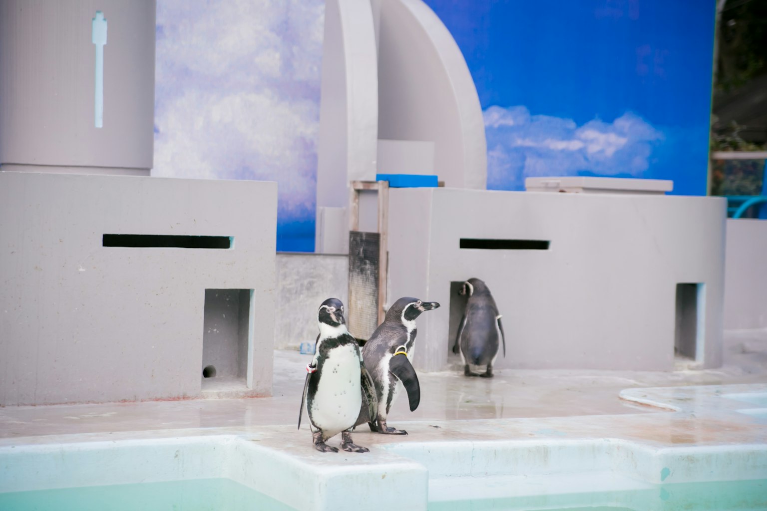 Pinguini vicino all'acqua in un habitat moderno con sfondo di cielo blu