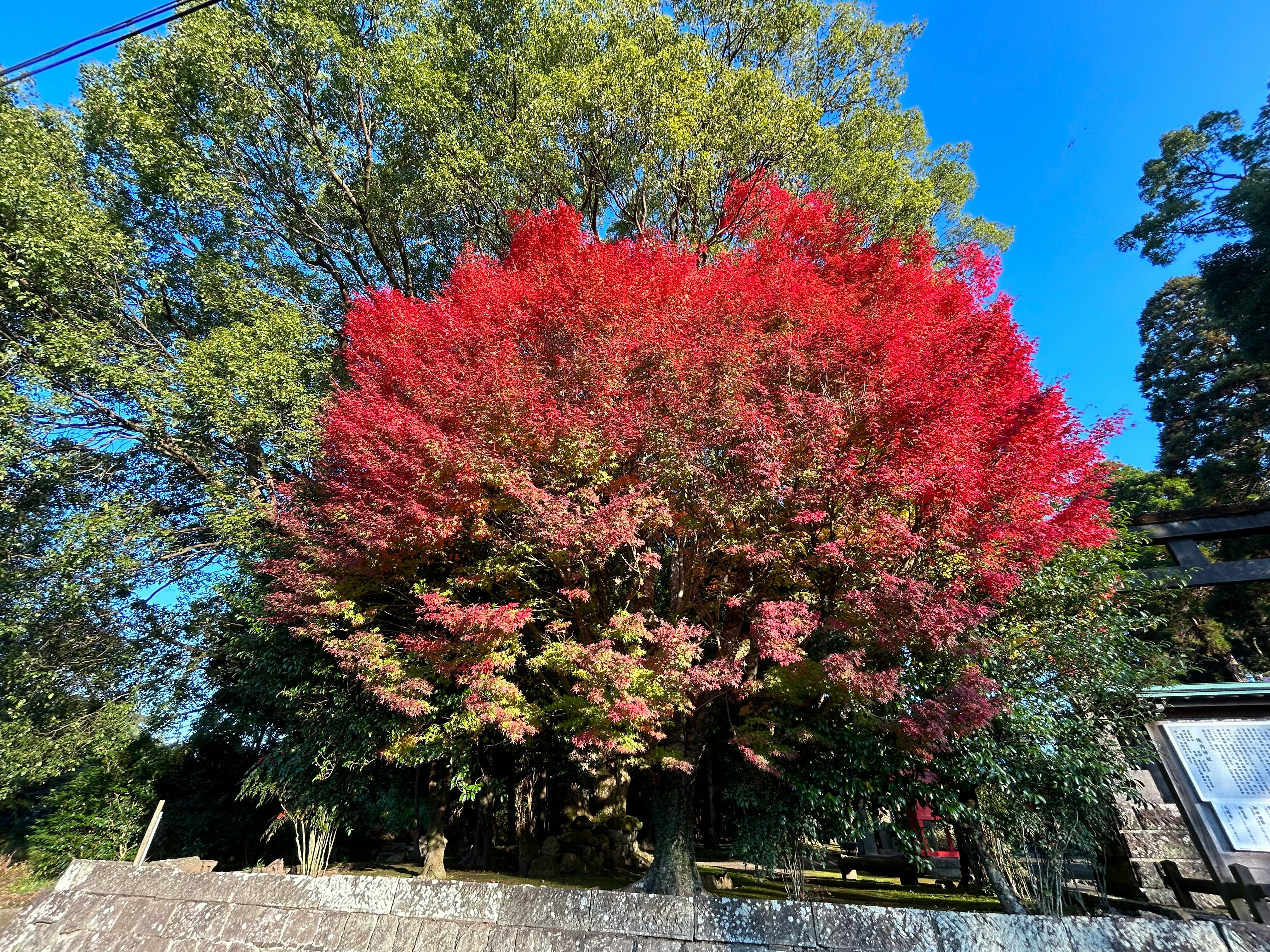 동네 신사 경내의 선명한 단풍나무