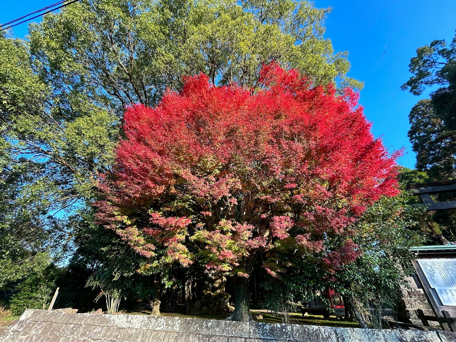 Árbol grande con follaje rojo vibrante contra un cielo azul