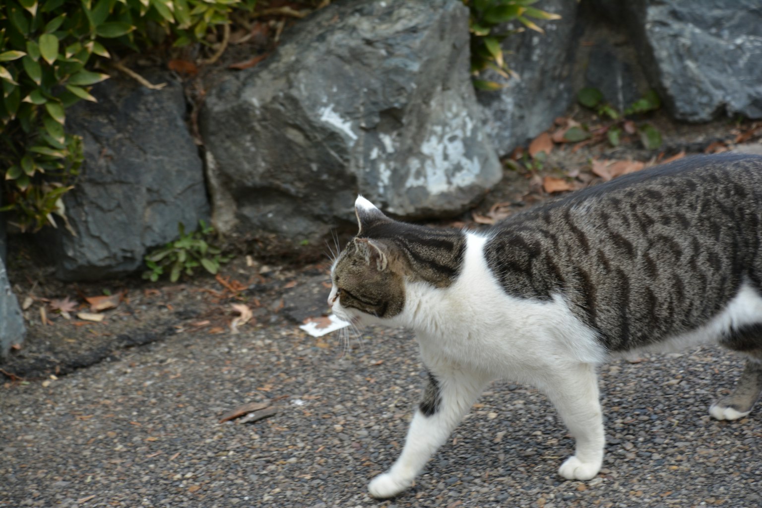 Un gatto grigio e bianco che cammina lungo un sentiero con rocce e piante sullo sfondo