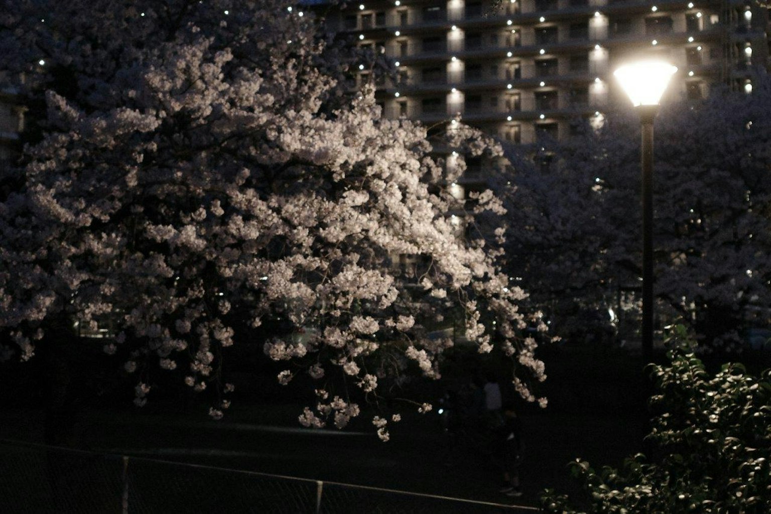 Flores de cerezo iluminadas por una farola de noche con un edificio de apartamentos al fondo