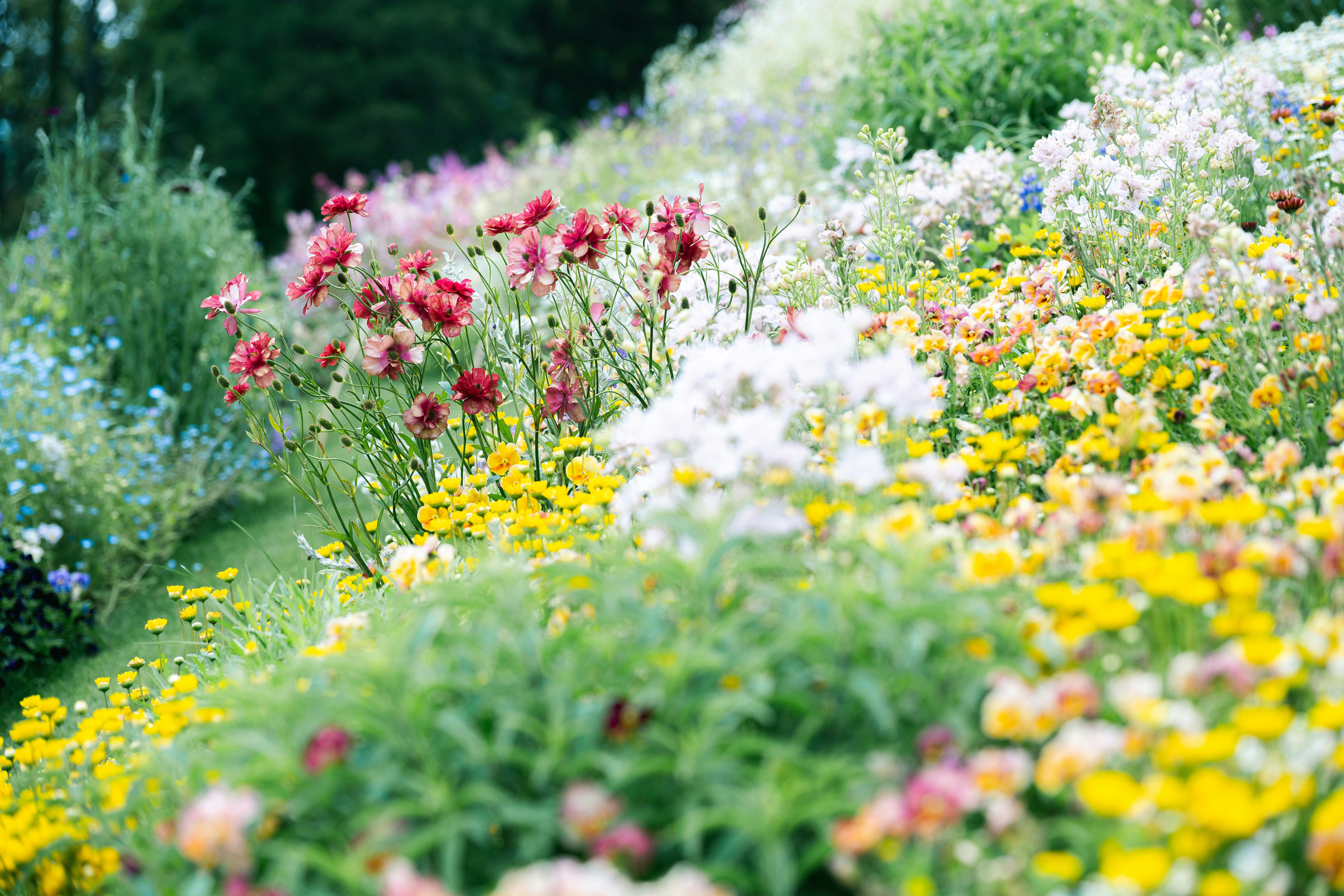 色とりどりの花が咲く庭の花壇