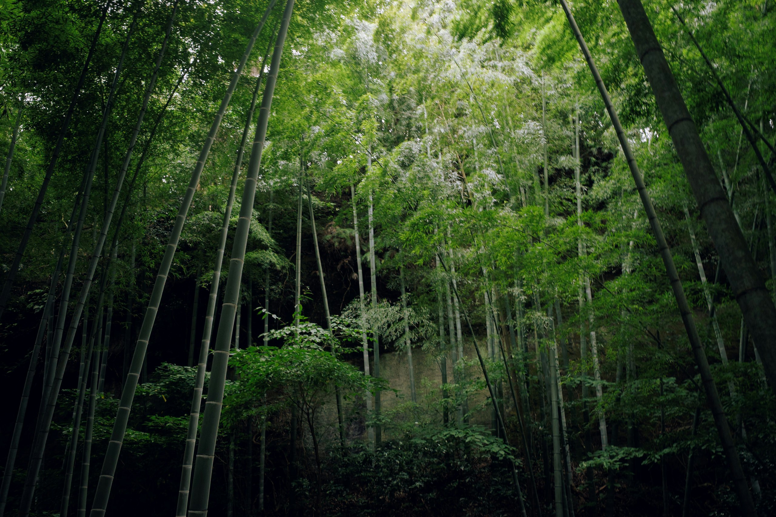 ketenangan hutan bambu dengan cahaya yang menyaring