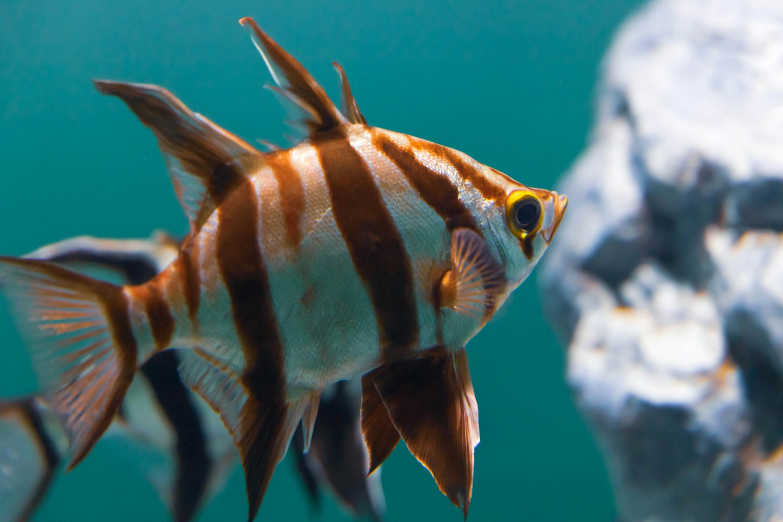Primo piano di un pesce striato che nuota in acqua con uno sfondo blu e una roccia