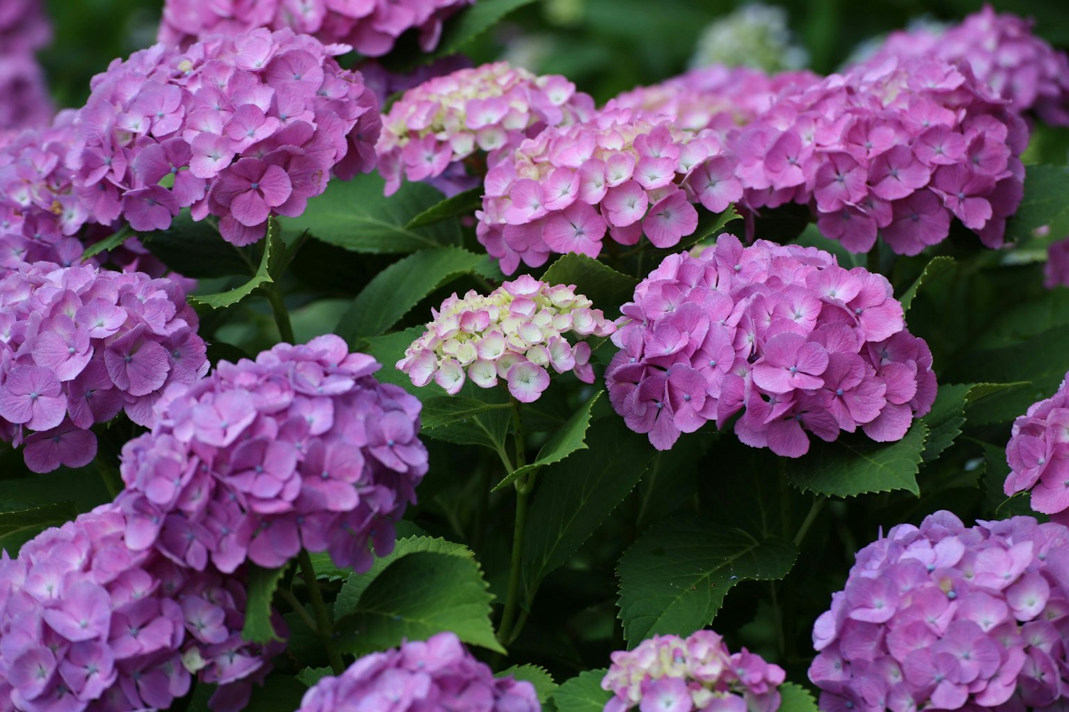 Pemandangan taman yang indah dengan bunga hydrangea yang mekar