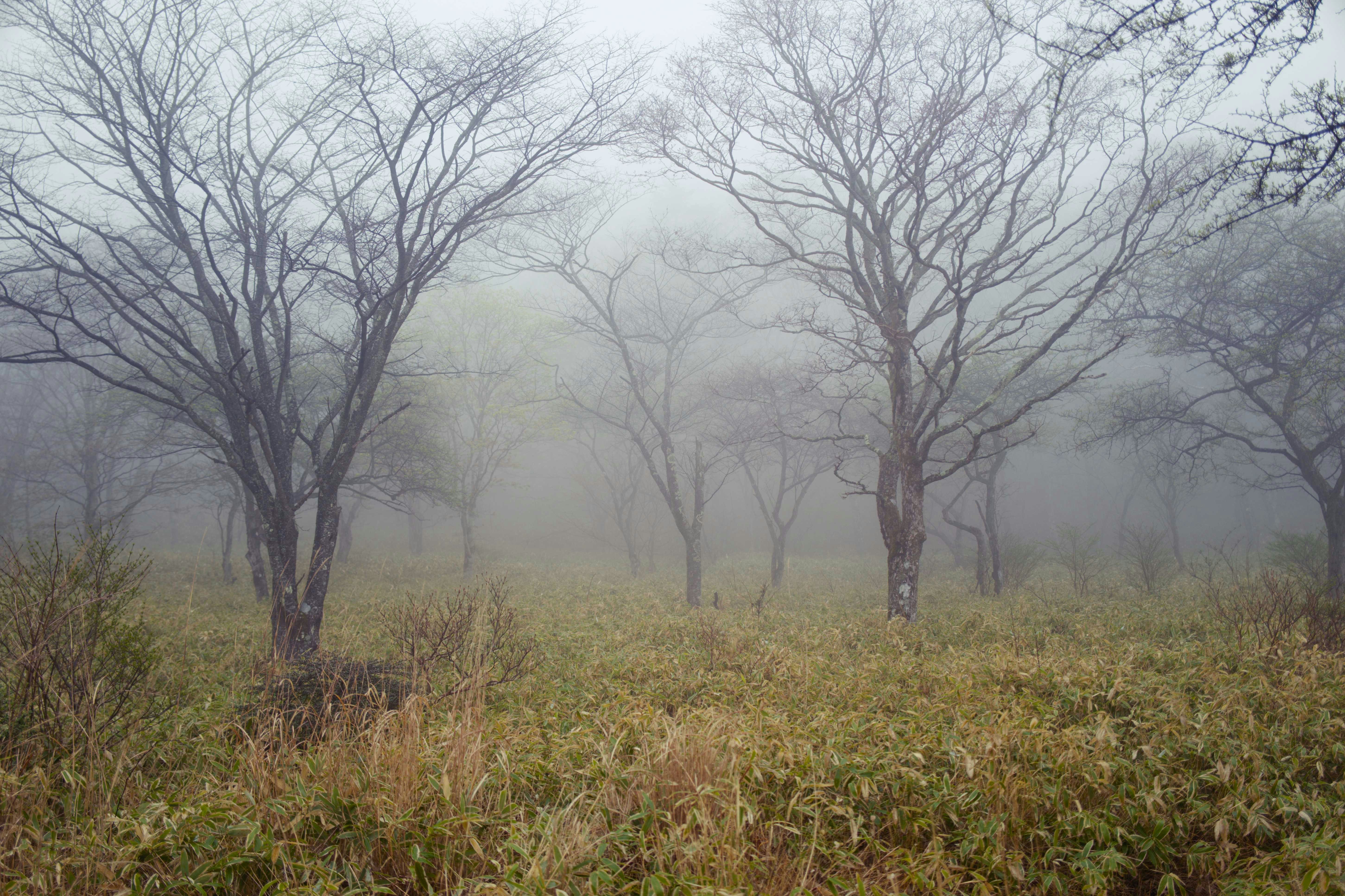 foggy meadow with trees in the distance