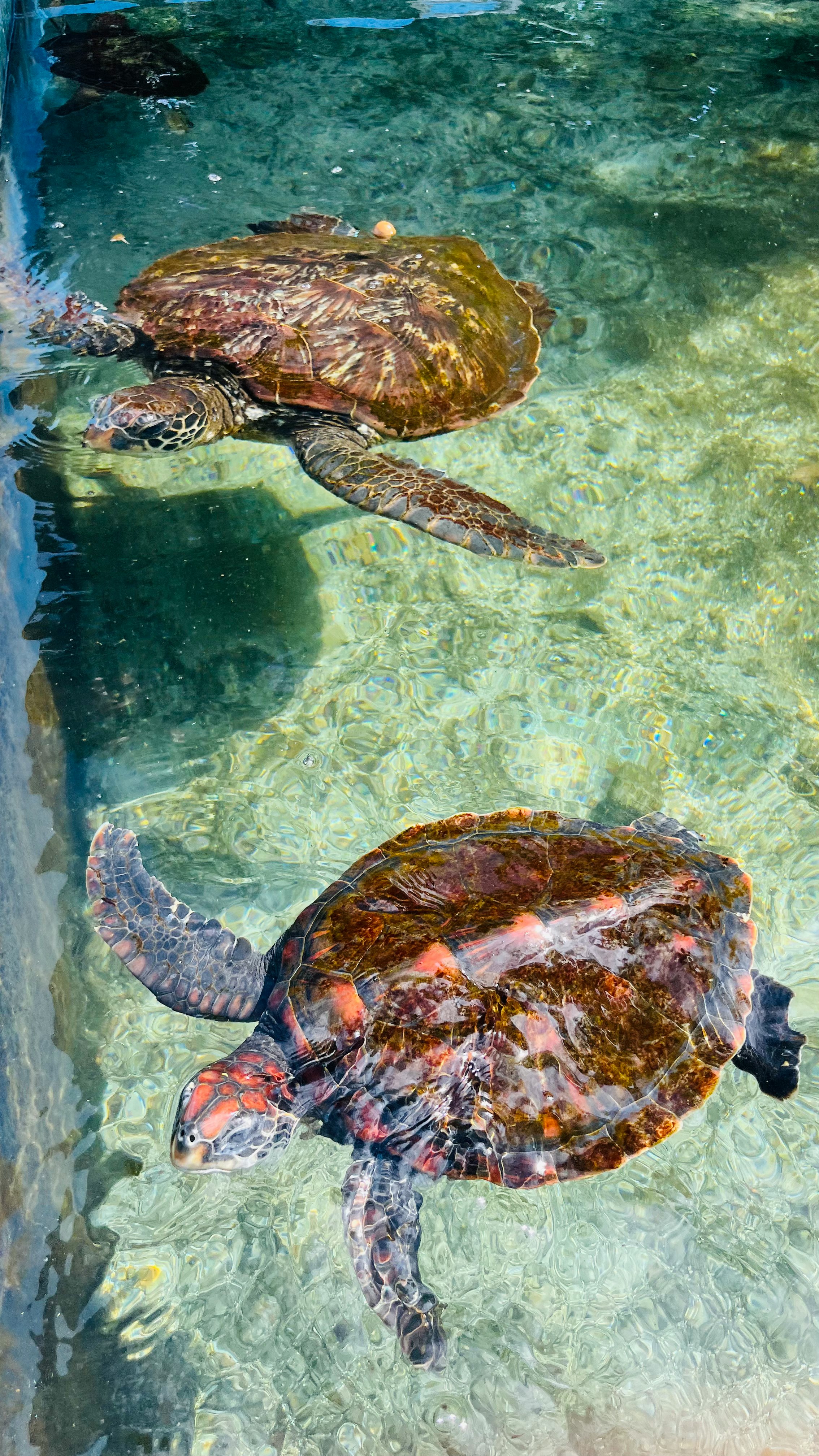image of a group of sea turtles swimming underwater