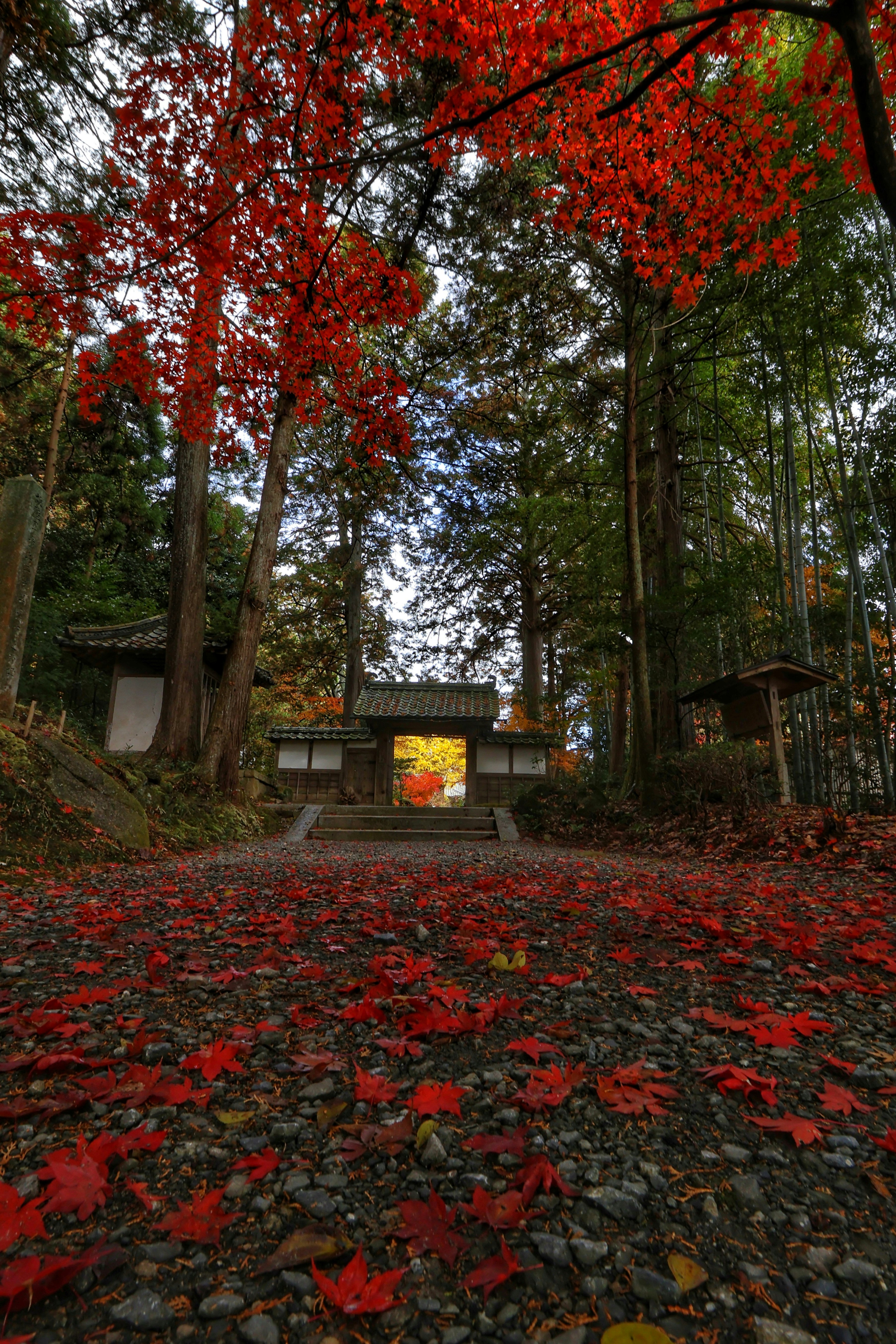 紅葉の参道に散る赤い葉と石段の先の小さな祠