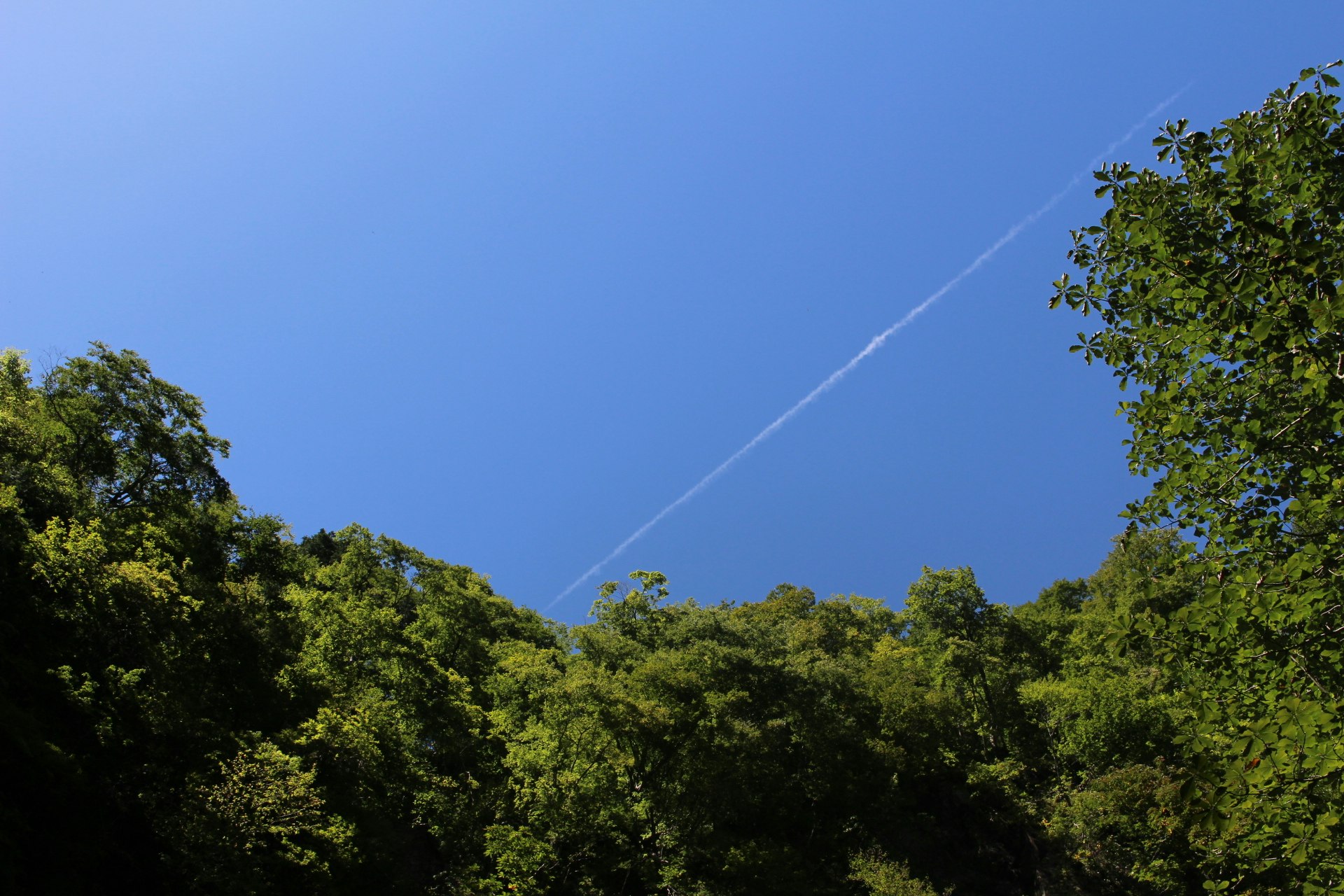 緑の森の上に広がる青空と飛行機雲