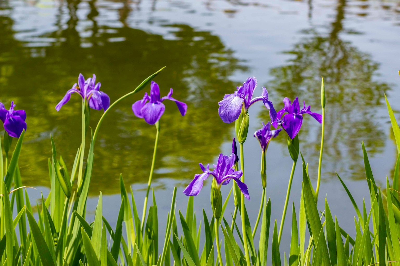 Flores de iris moradas floreciendo junto a un estanque tranquilo con hojas verdes