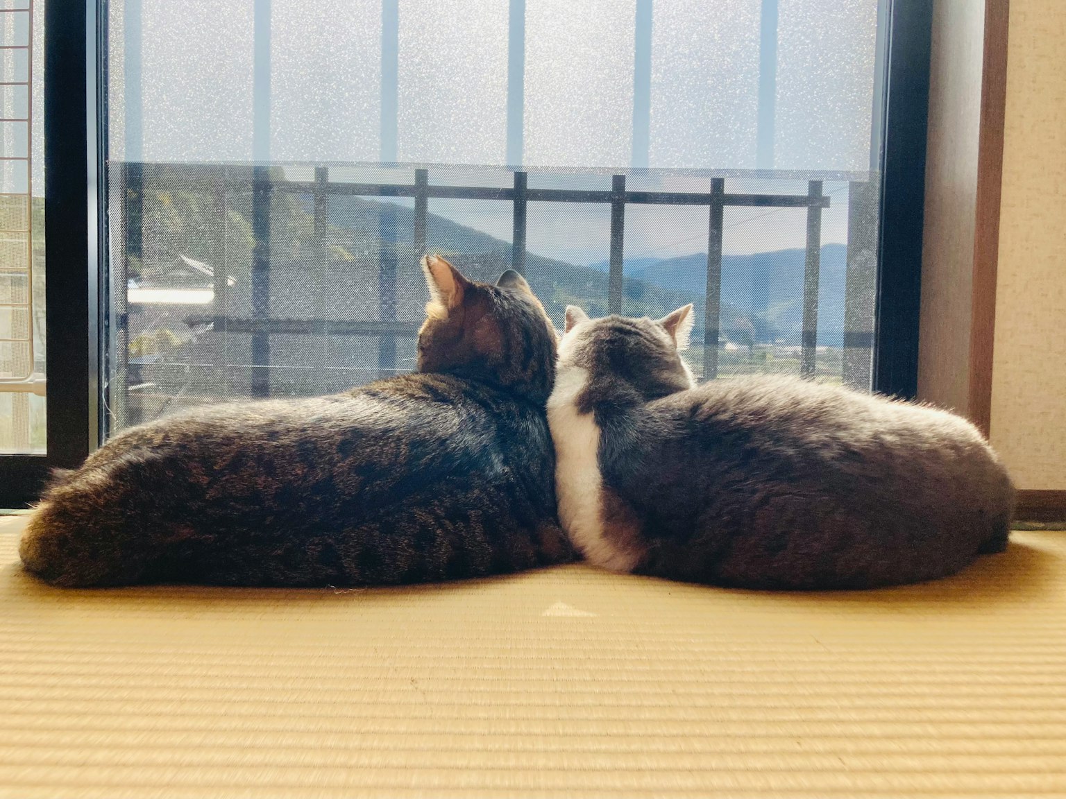Due gatti accoccolati vicino a una finestra
