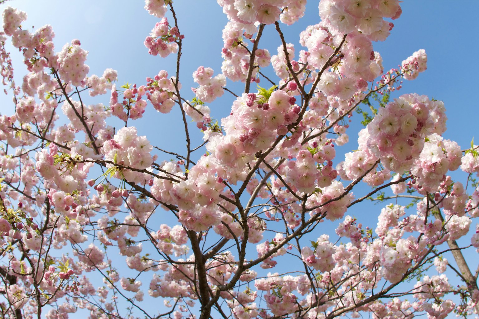 Fiori di ciliegio in piena fioritura contro un cielo blu