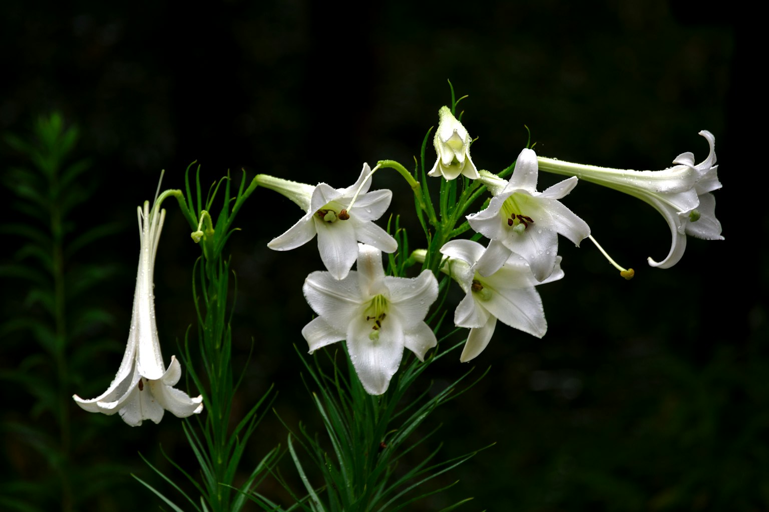 Beautiful white lilies blooming from green stems