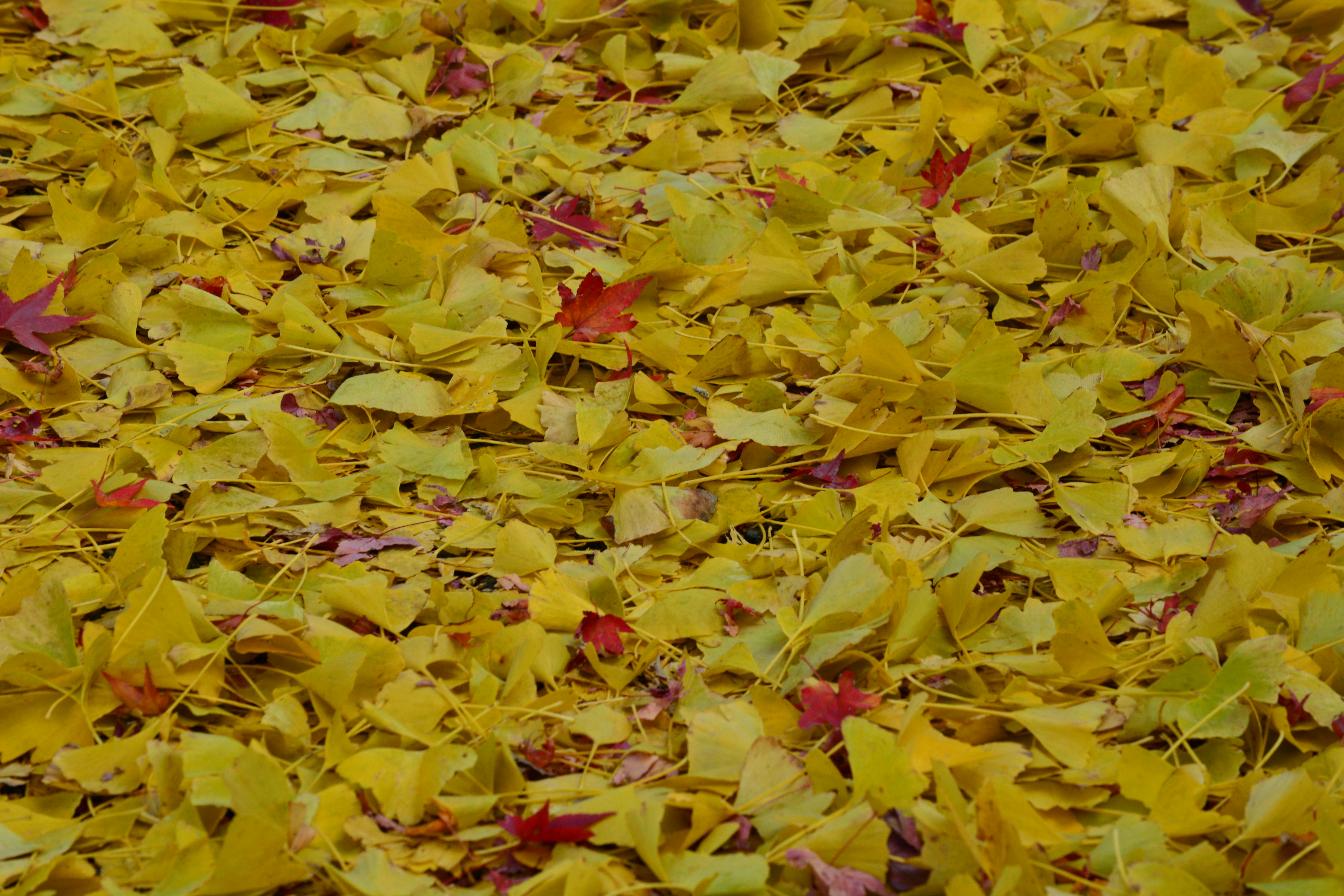 Hamparan daun gugur di tanah, daun maple dan ginkgo