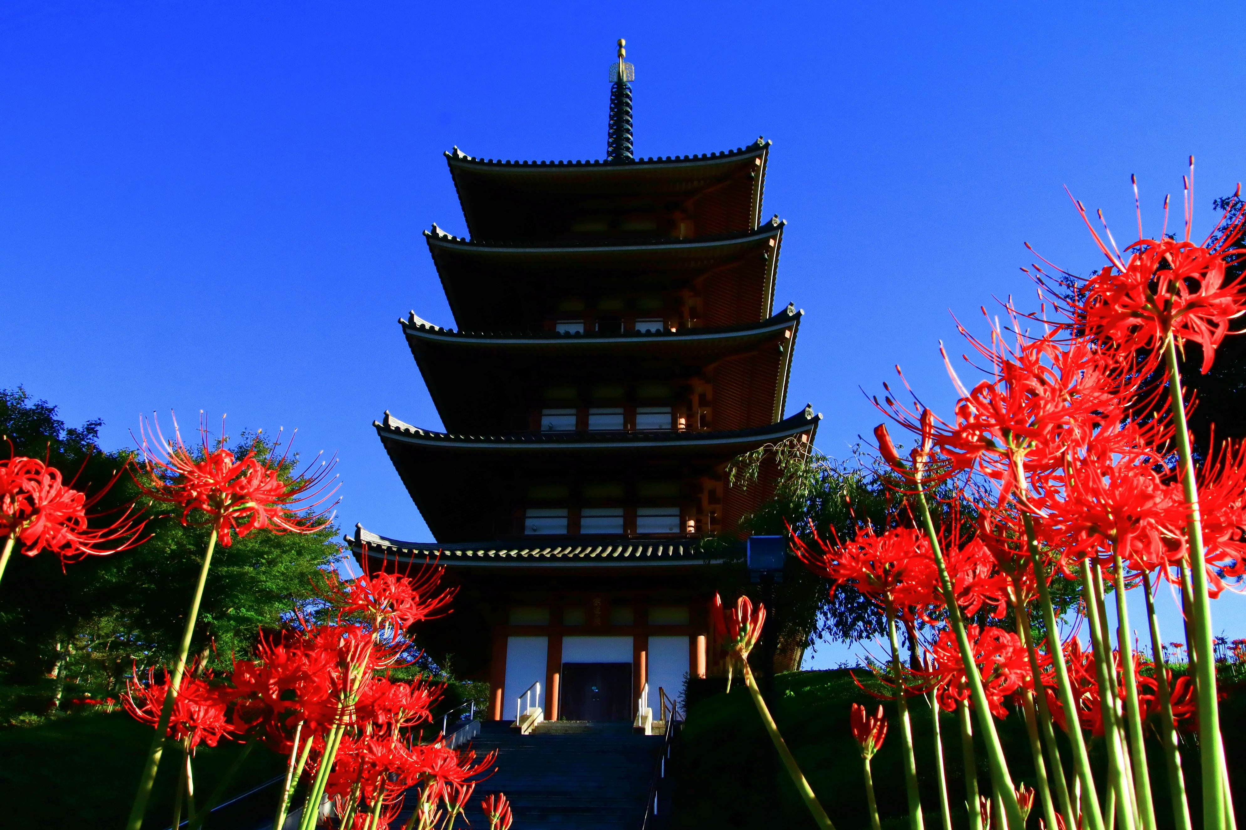 Pagoda de tres niveles de un templo con lirios araña rojos bajo un cielo azul despejado