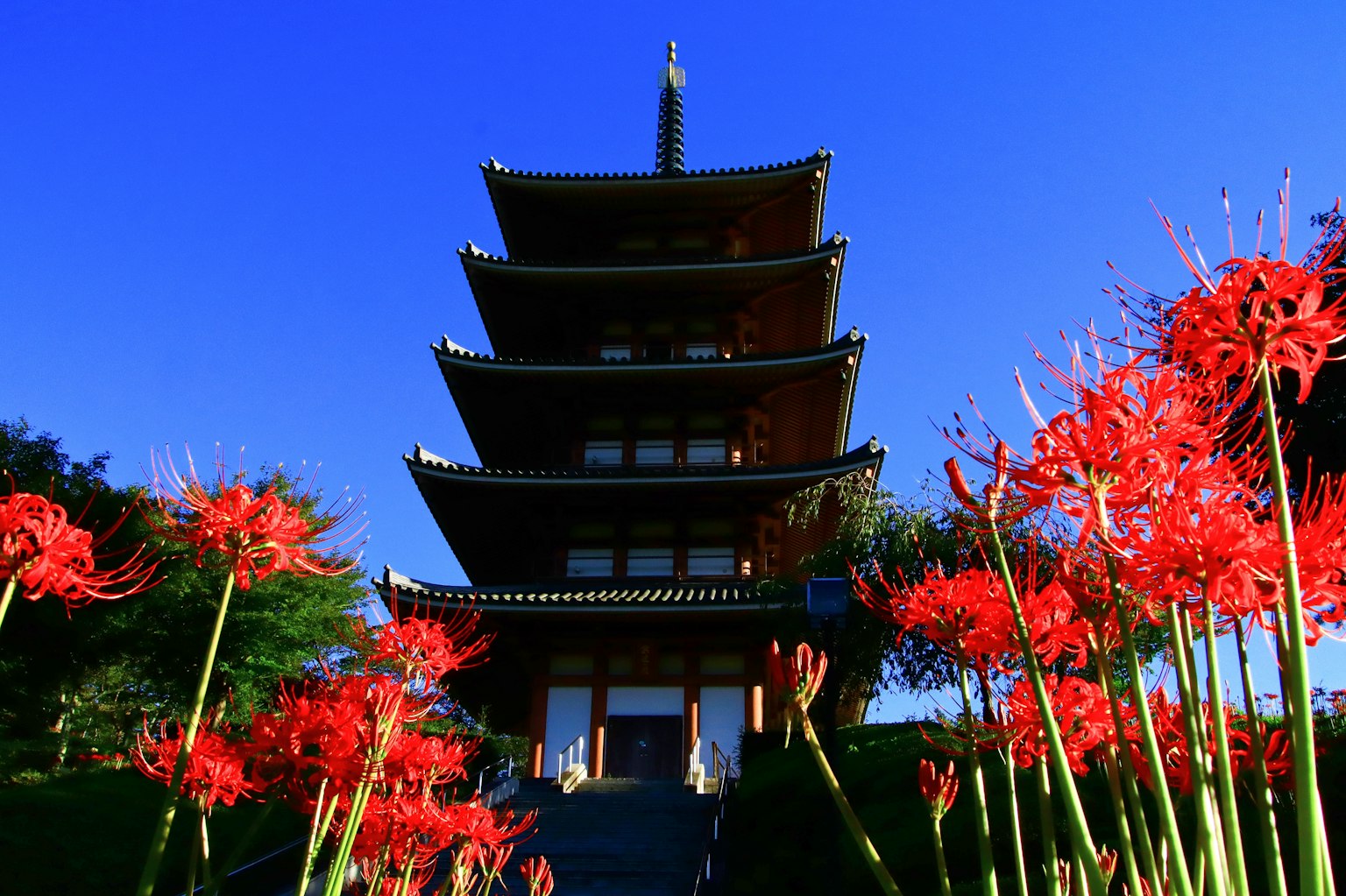 藍天下的寶塔與紅色彼岸花