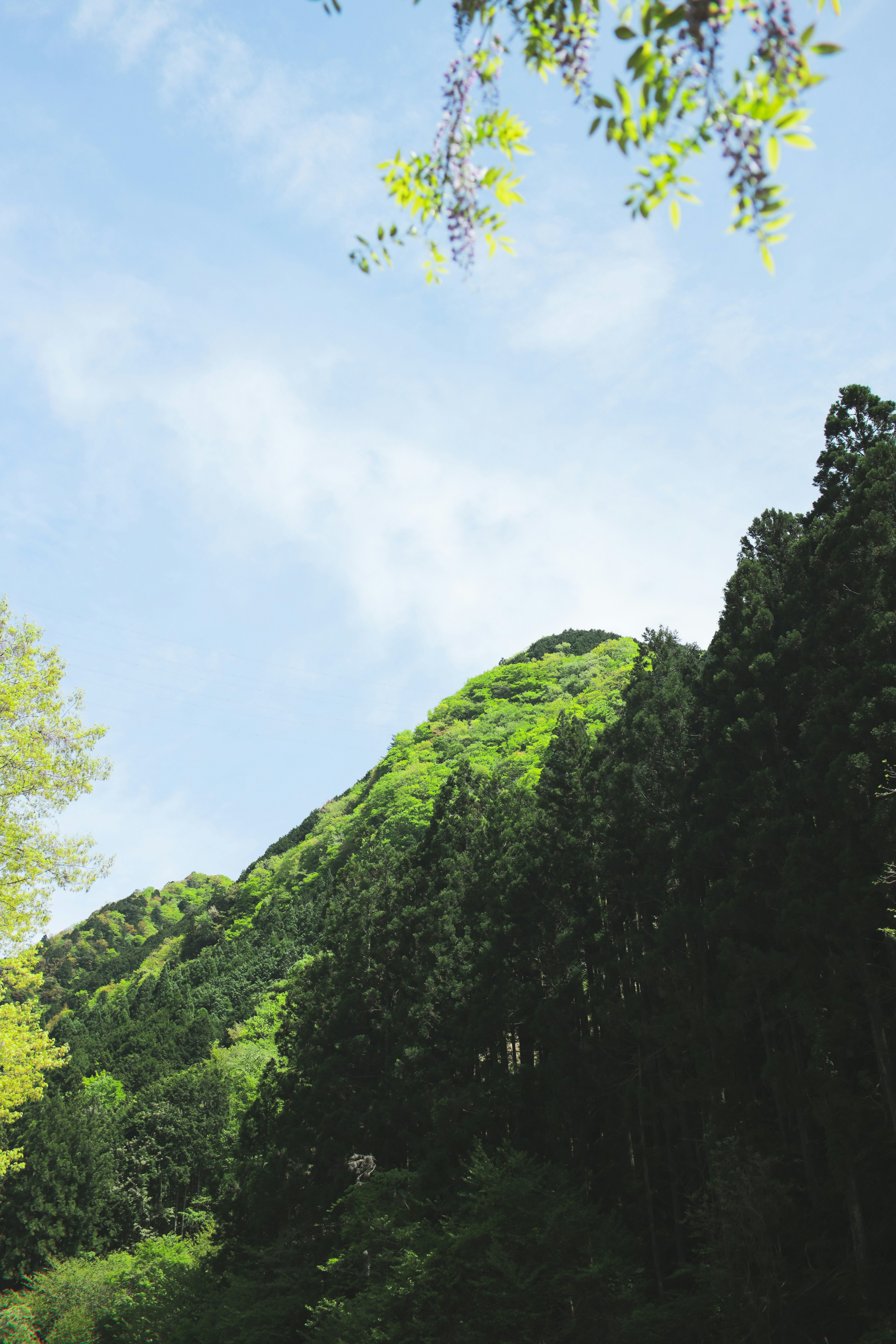 green mountains and forest under a blue sky