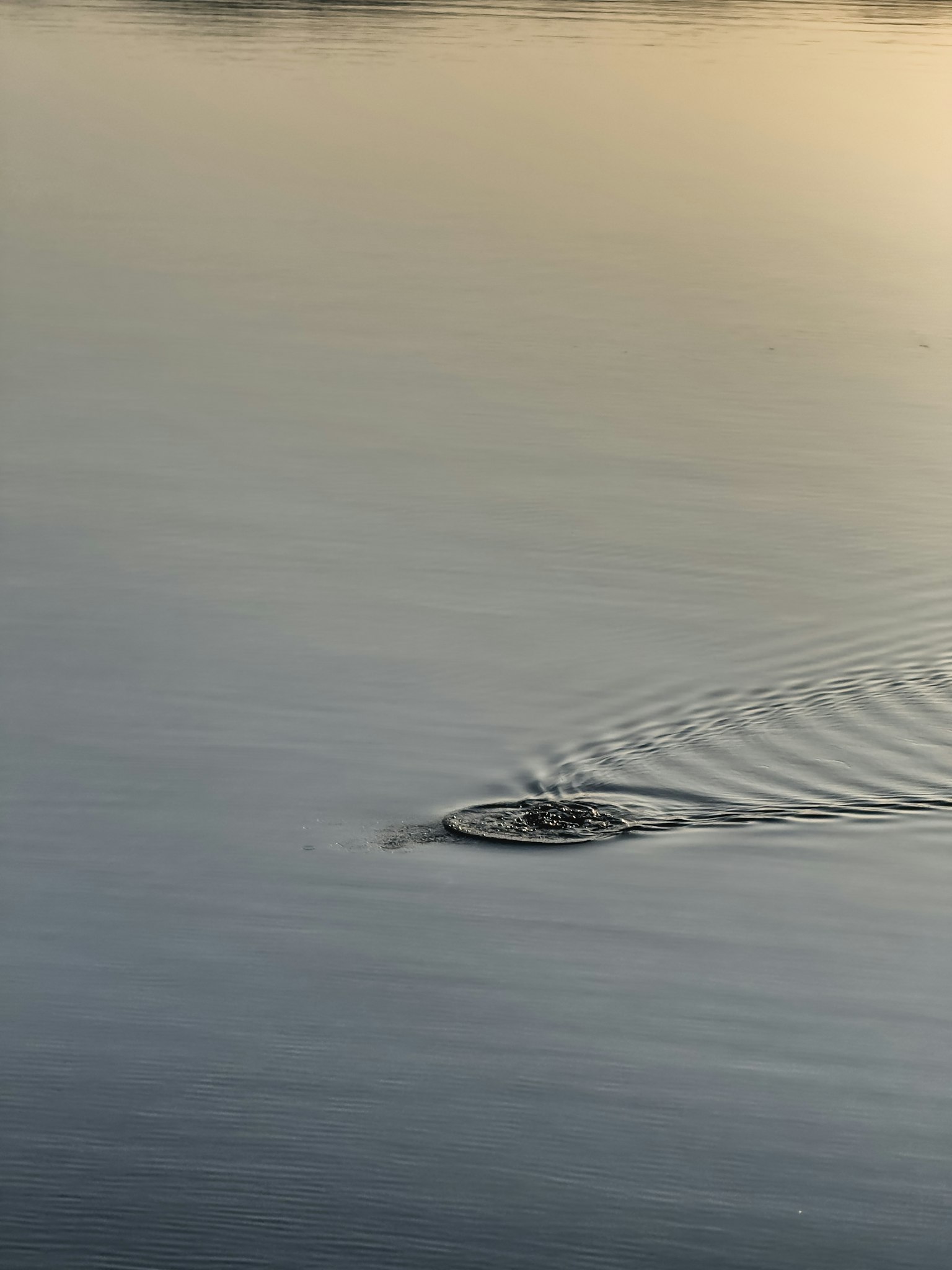 Nahaufnahme eines kleinen Objekts, das Wellen auf der Wasseroberfläche erzeugt