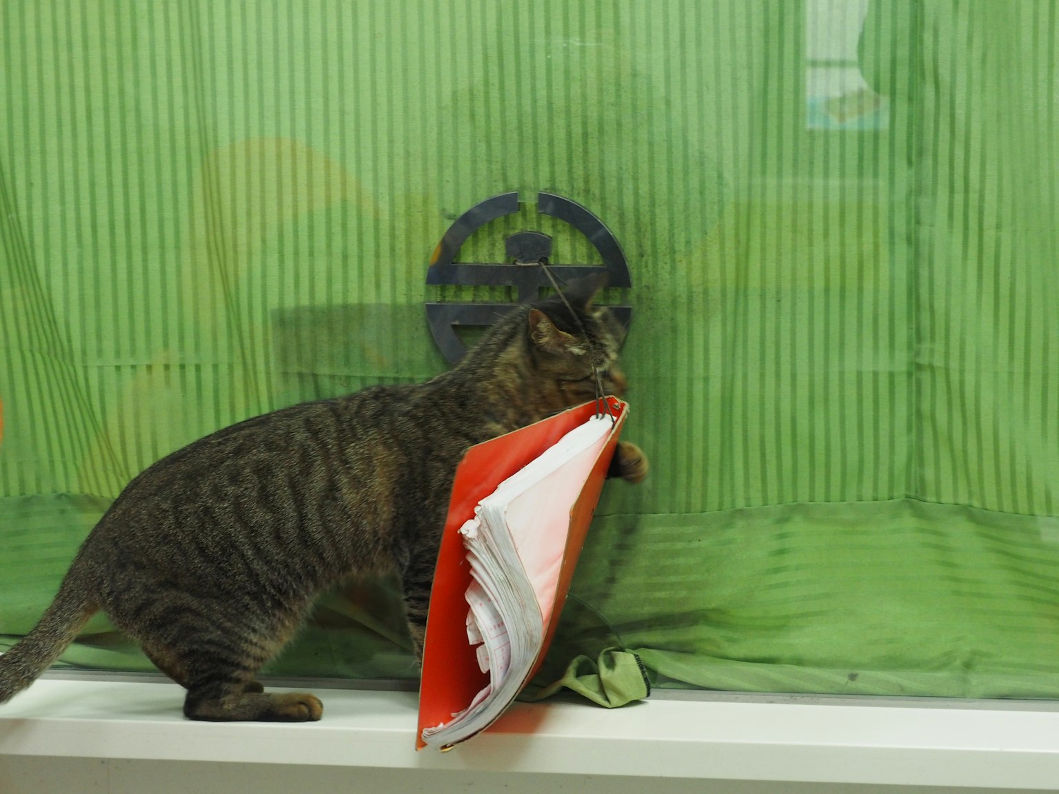 猫叼着一个红色文件夹