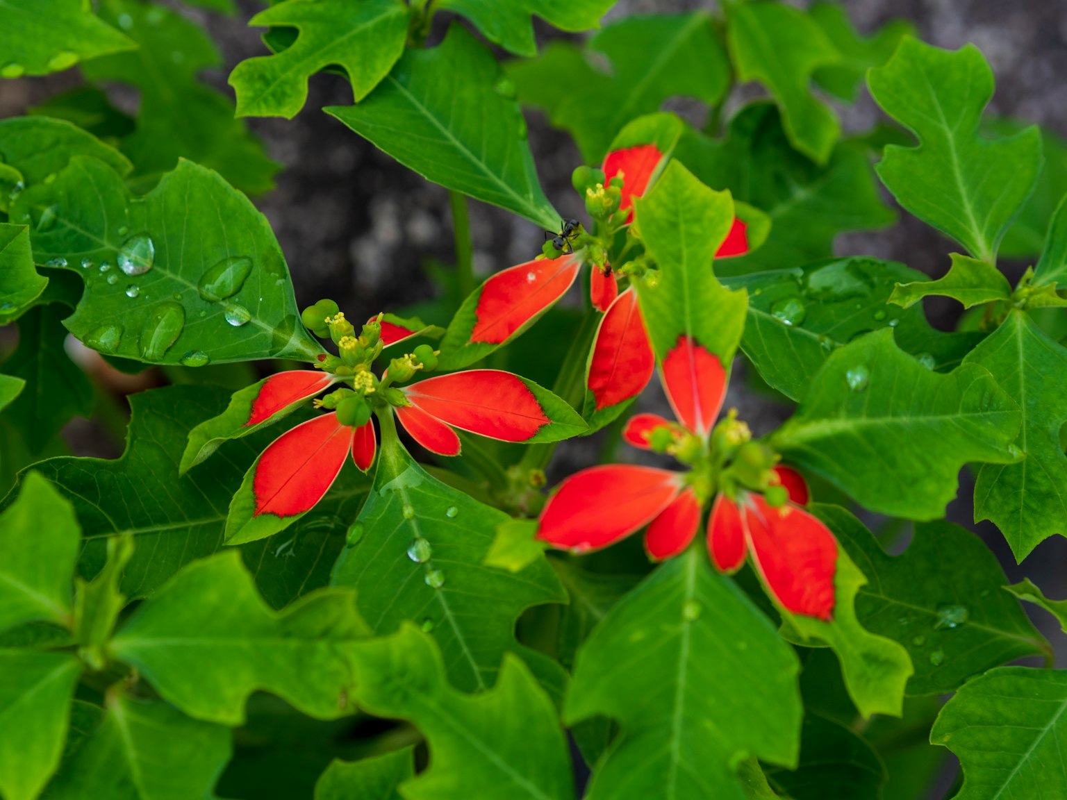 Close-up tanaman dengan daun hijau dan bunga merah
